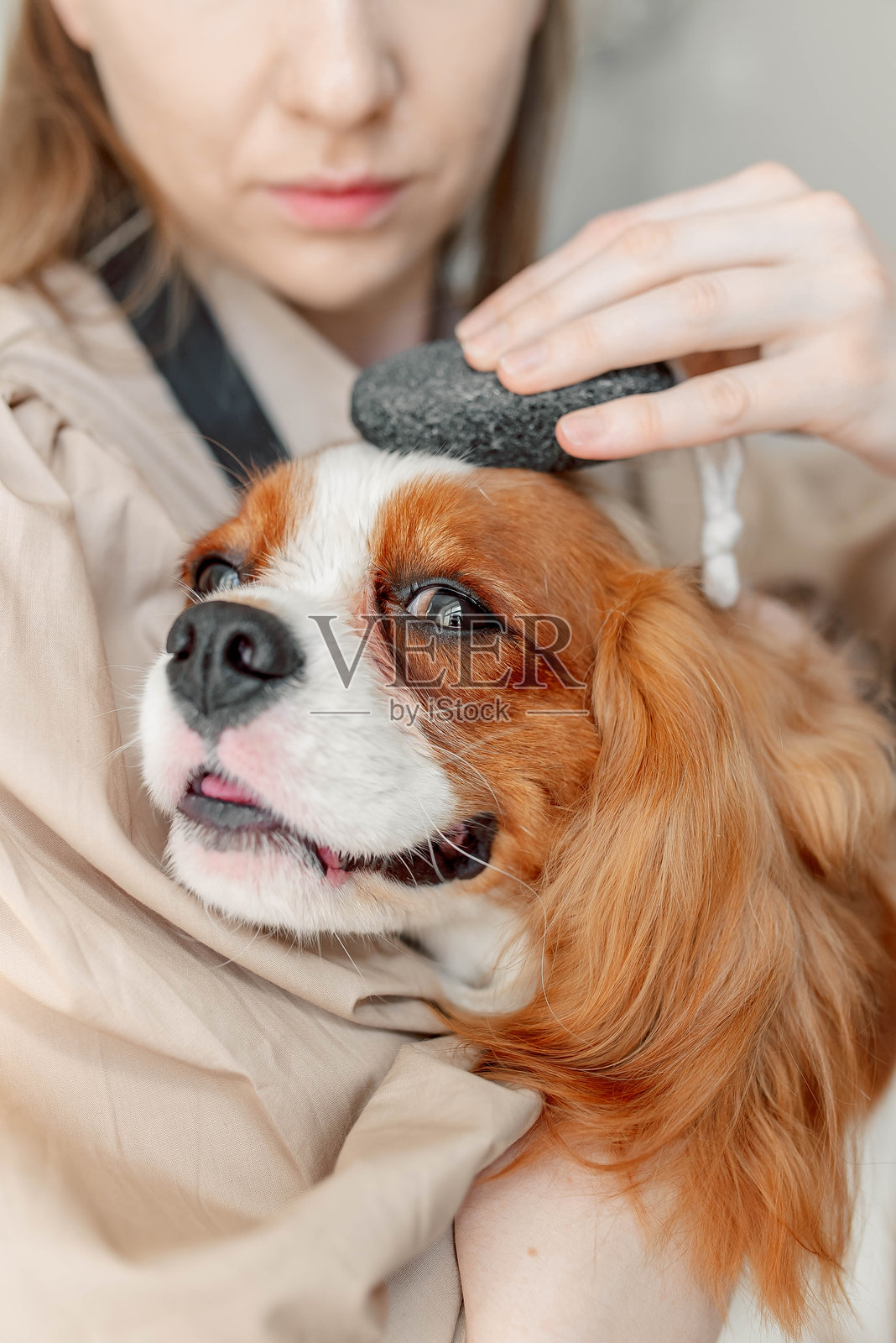 一只骑士查理王犬享受着放松的美容时光，感到平静和被宠爱。温柔的梳理让狗狗感到舒适，提供无压力的体验，同时保持毛发的最佳状态。照片摄影图片