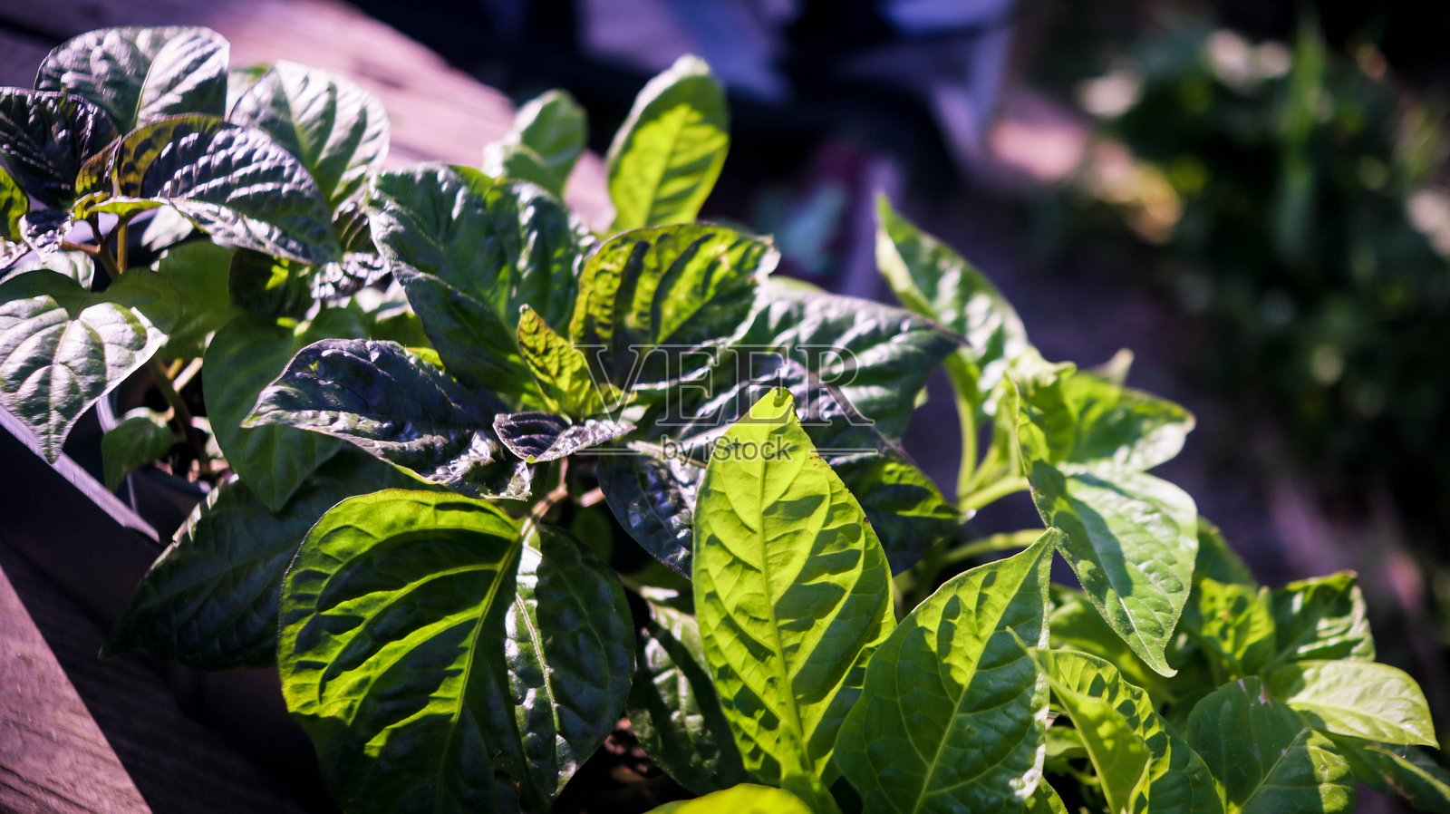 辣椒幼苗特写照片摄影图片