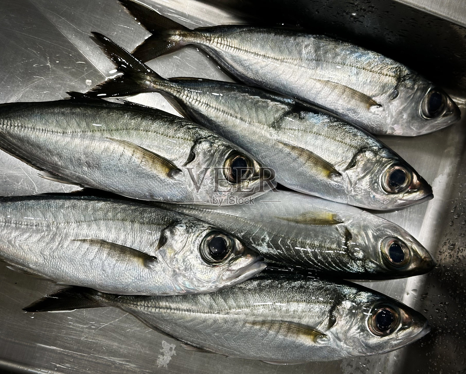 阿库勒，夏威夷大眼鲹，夏威夷文化中一种受欢迎的食用鱼照片摄影图片