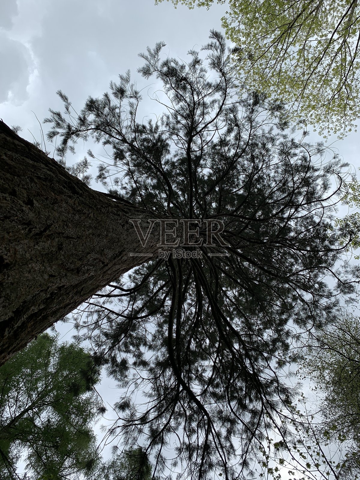 Baum照片摄影图片