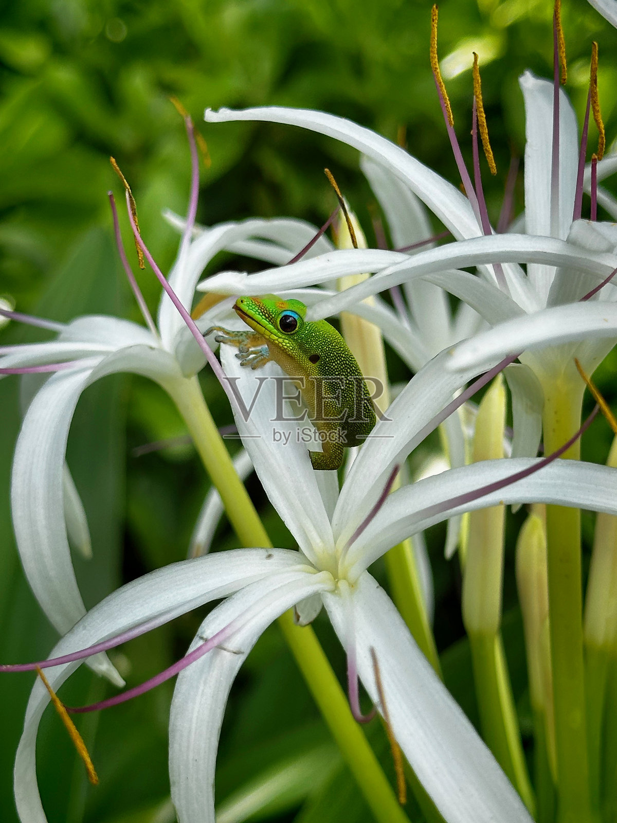 夏威夷的金尘日蜥蜴栖息在蜘蛛百合上照片摄影图片