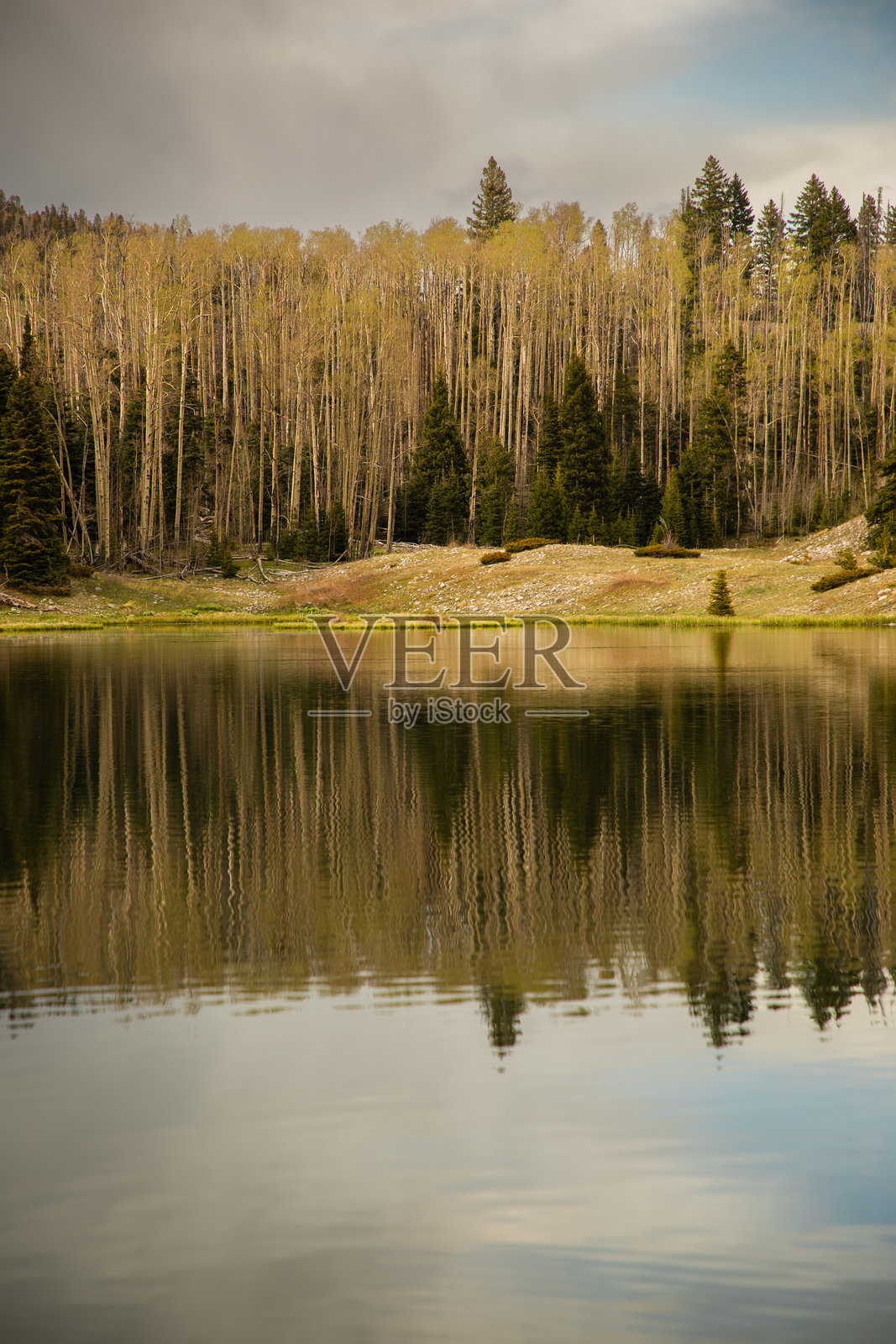 白杨树的倒影照片摄影图片