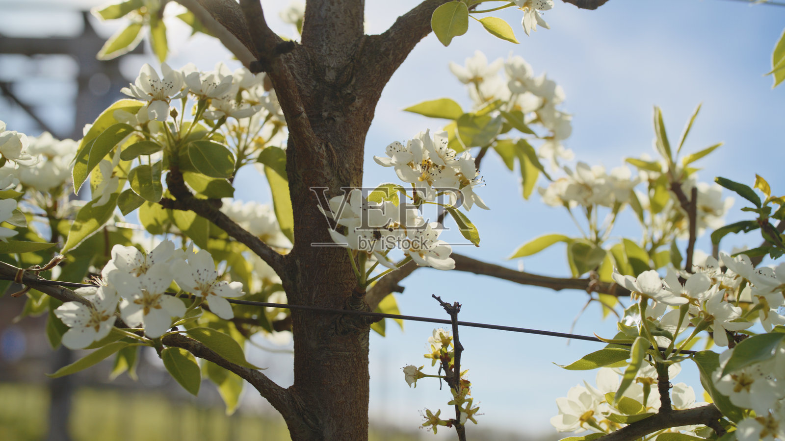 阳光明媚的春晨，盛开的白花梨树照片摄影图片