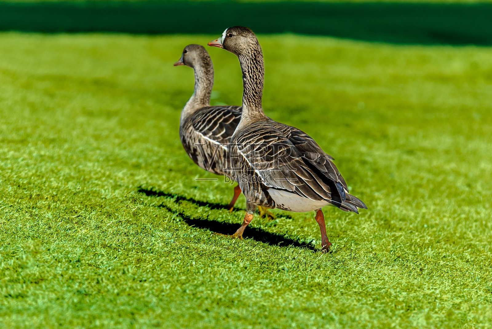 一对大白额雁照片摄影图片