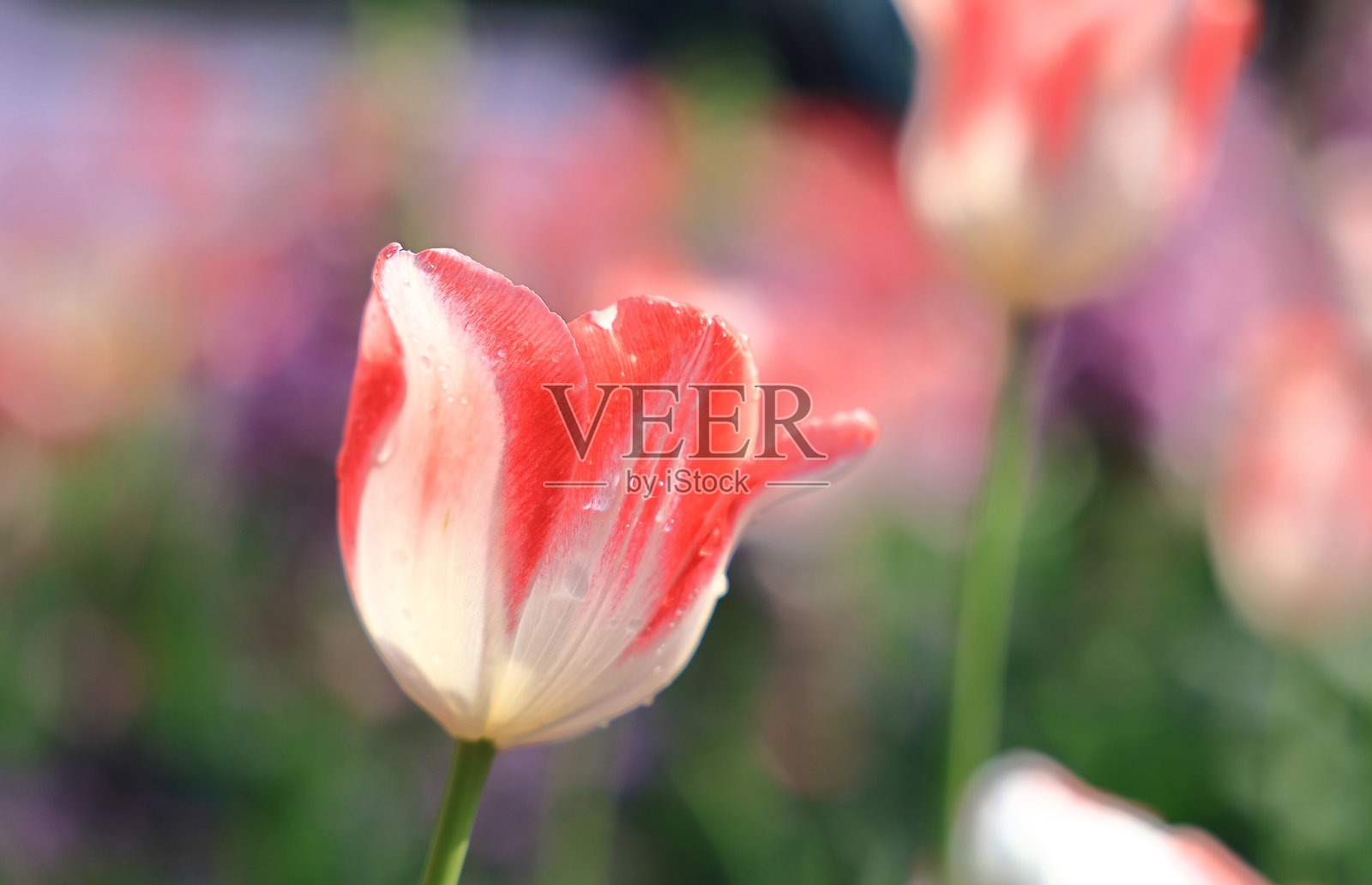 粉色百合照片摄影图片