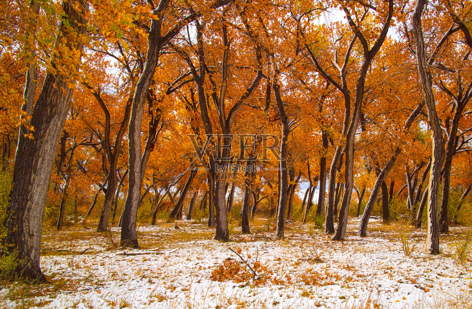 秋天的雪照片摄影图片