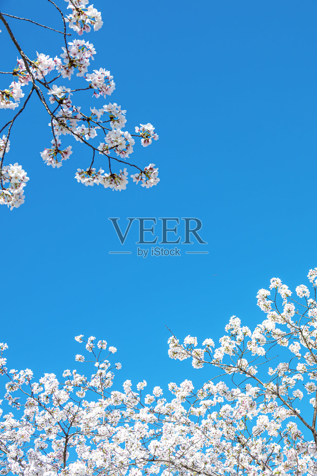 樱花与阳光明媚的蓝天，留白场景照片摄影图片