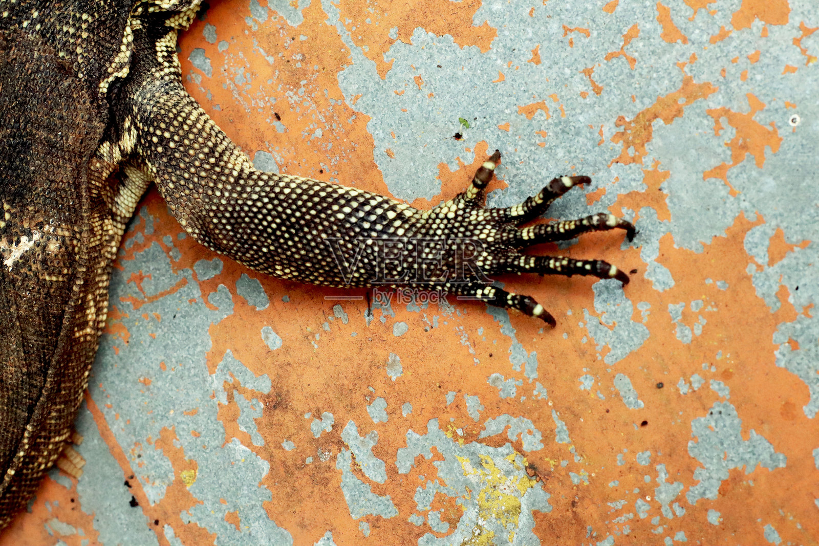 巨蜥的爪子。照片摄影图片