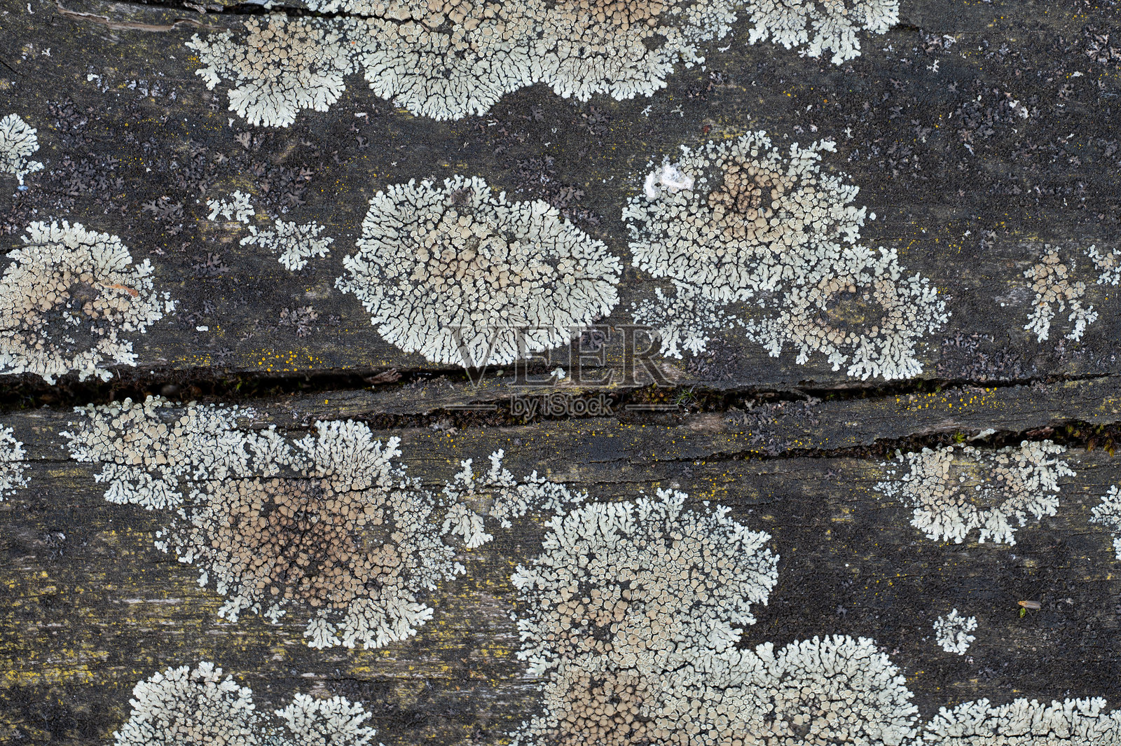 风化木材表面的地衣生长照片摄影图片