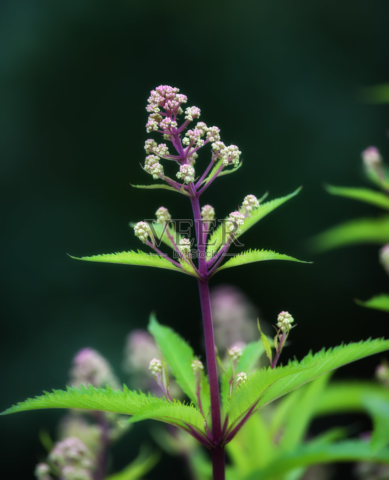 穿透性草茎的特写，带有含苞待放的花朵和生机勃勃的绿色叶子照片摄影图片