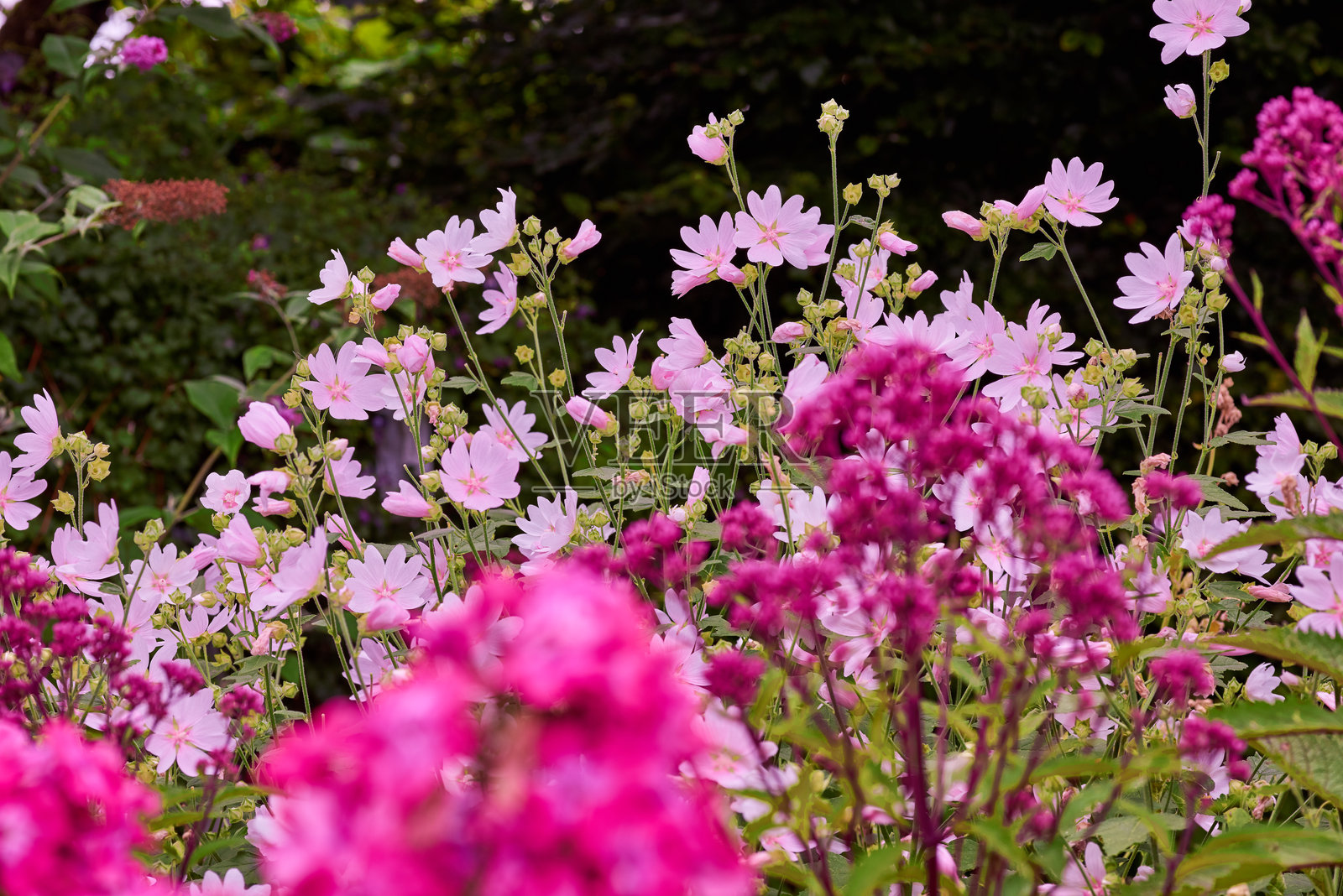 娇嫩的粉色和洋红色野花在郁郁葱葱的夏季草地上和谐绽放照片摄影图片