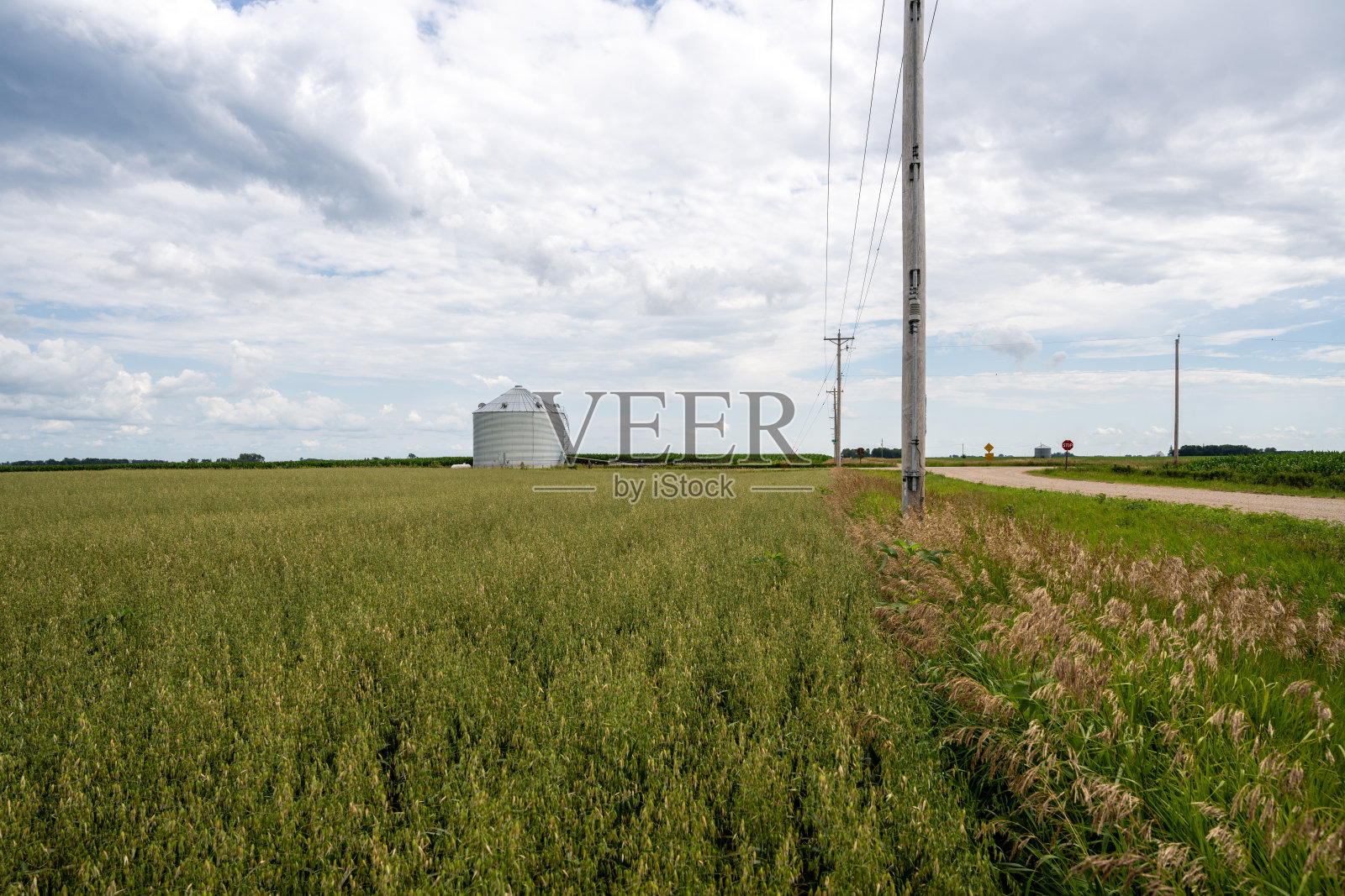 乡间小路旁的未成熟燕麦田照片摄影图片