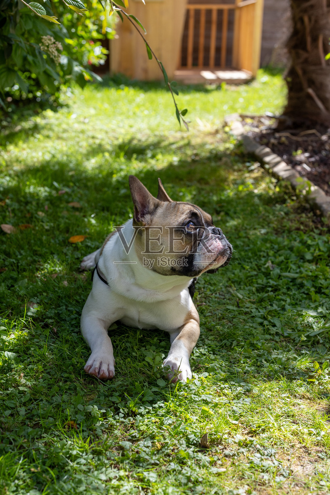 草地上的法国斗牛犬肖像照片摄影图片