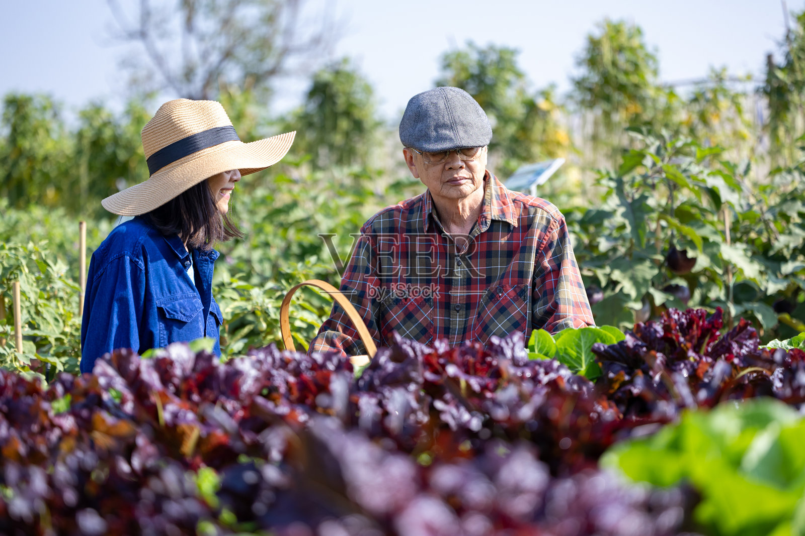 亚洲老年夫妇在乡村自家庭院的有机蔬菜园中采摘生菜，享受丰收季节和健康饮食，进行长寿和退休活动。照片摄影图片