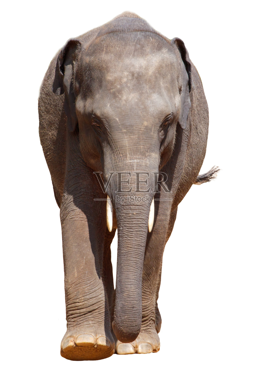 一只大象在白色背景上行走照片摄影图片