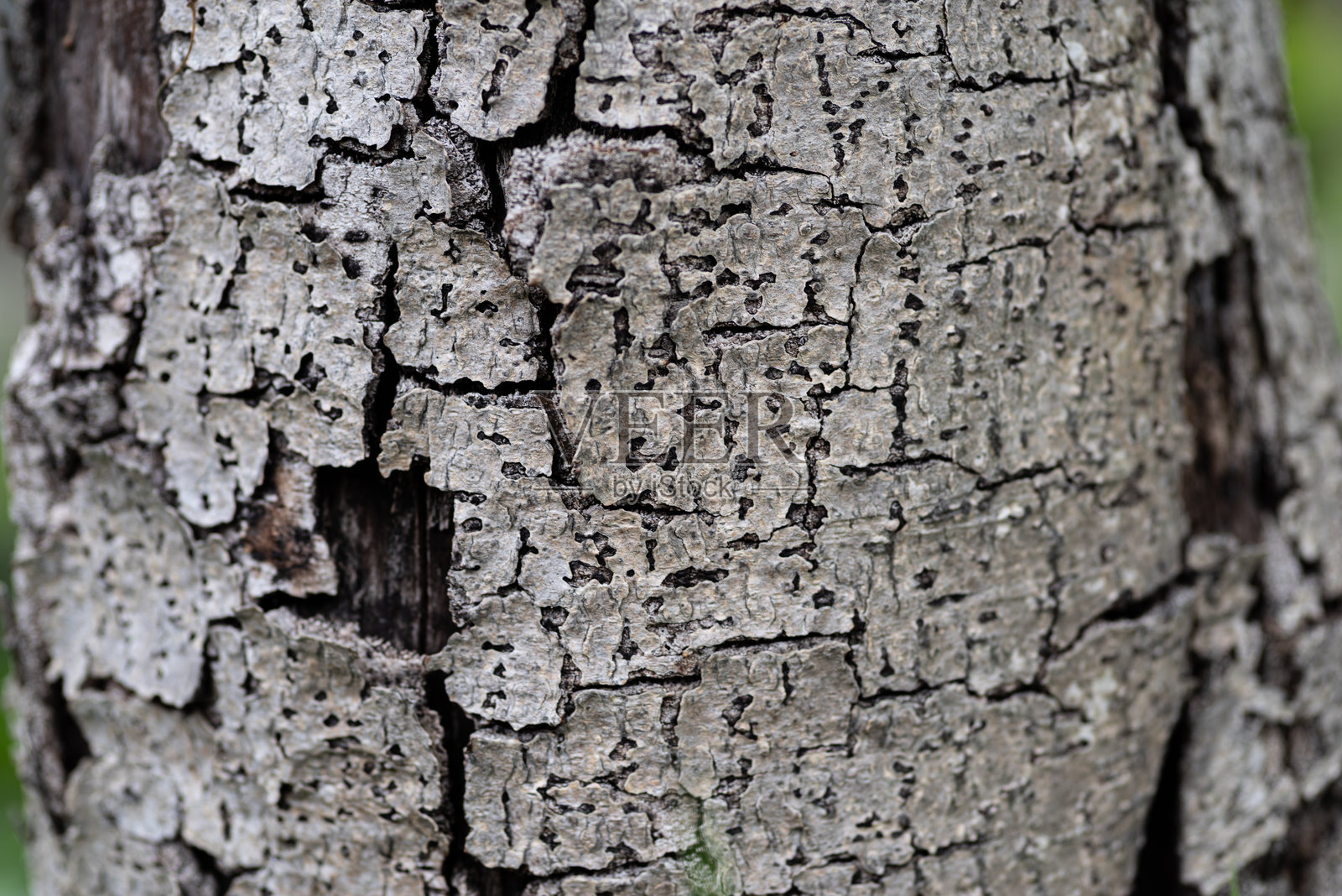剥落的白色树皮背景照片摄影图片