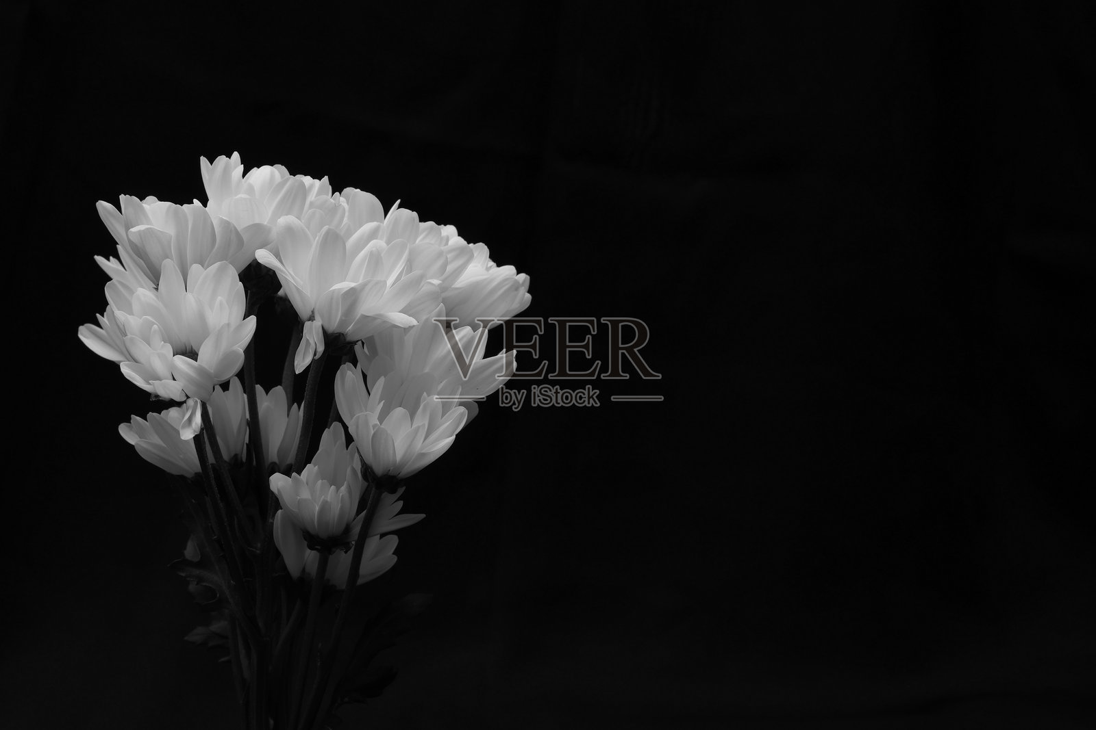 黑色背景中的白色菊花。照片摄影图片
