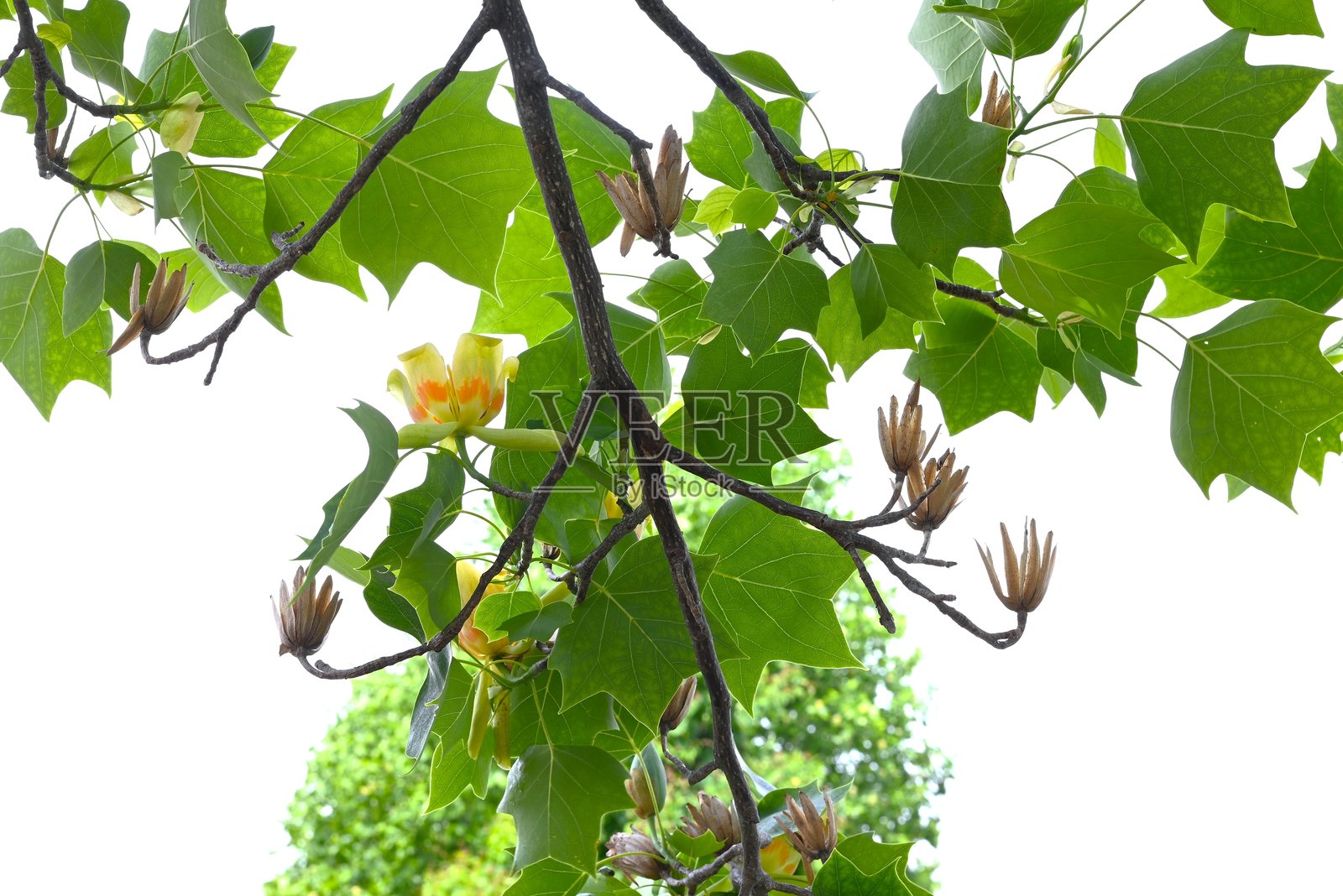 美国木兰树（Liriodendron tulipifera）花。木兰科落叶树。照片摄影图片