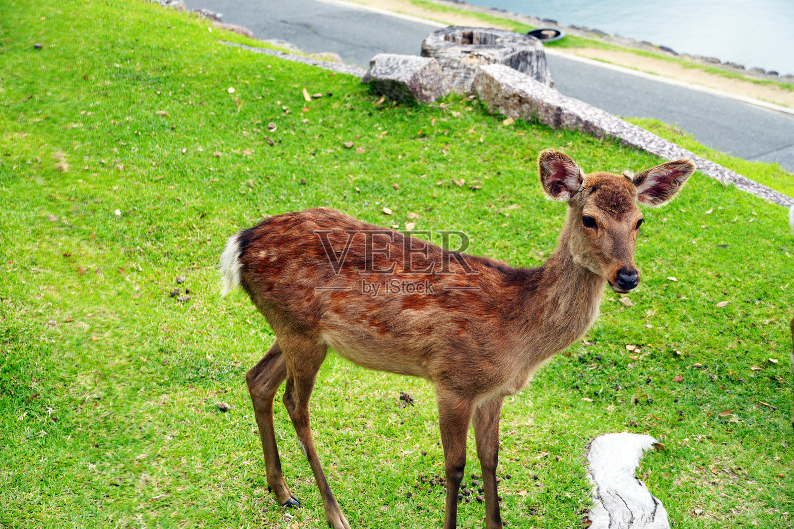 一只鹿站在绿色的草地上，警觉地注视着奈良宁静的户外环境。照片摄影图片