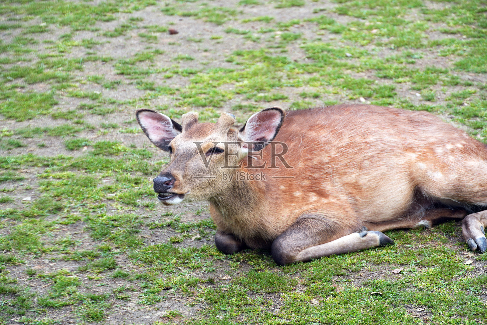 一只年轻的鹿，舒适地躺在自然户外环境中的草地上，放松身心于奈良。照片摄影图片
