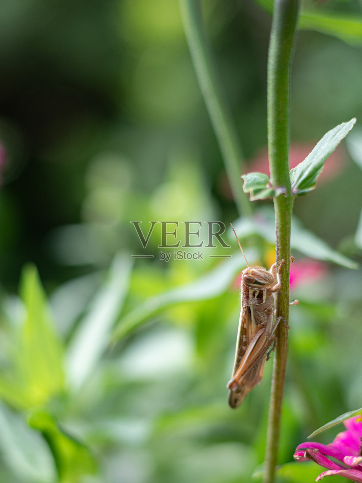 一只蝗虫栖息在叶柄上照片摄影图片