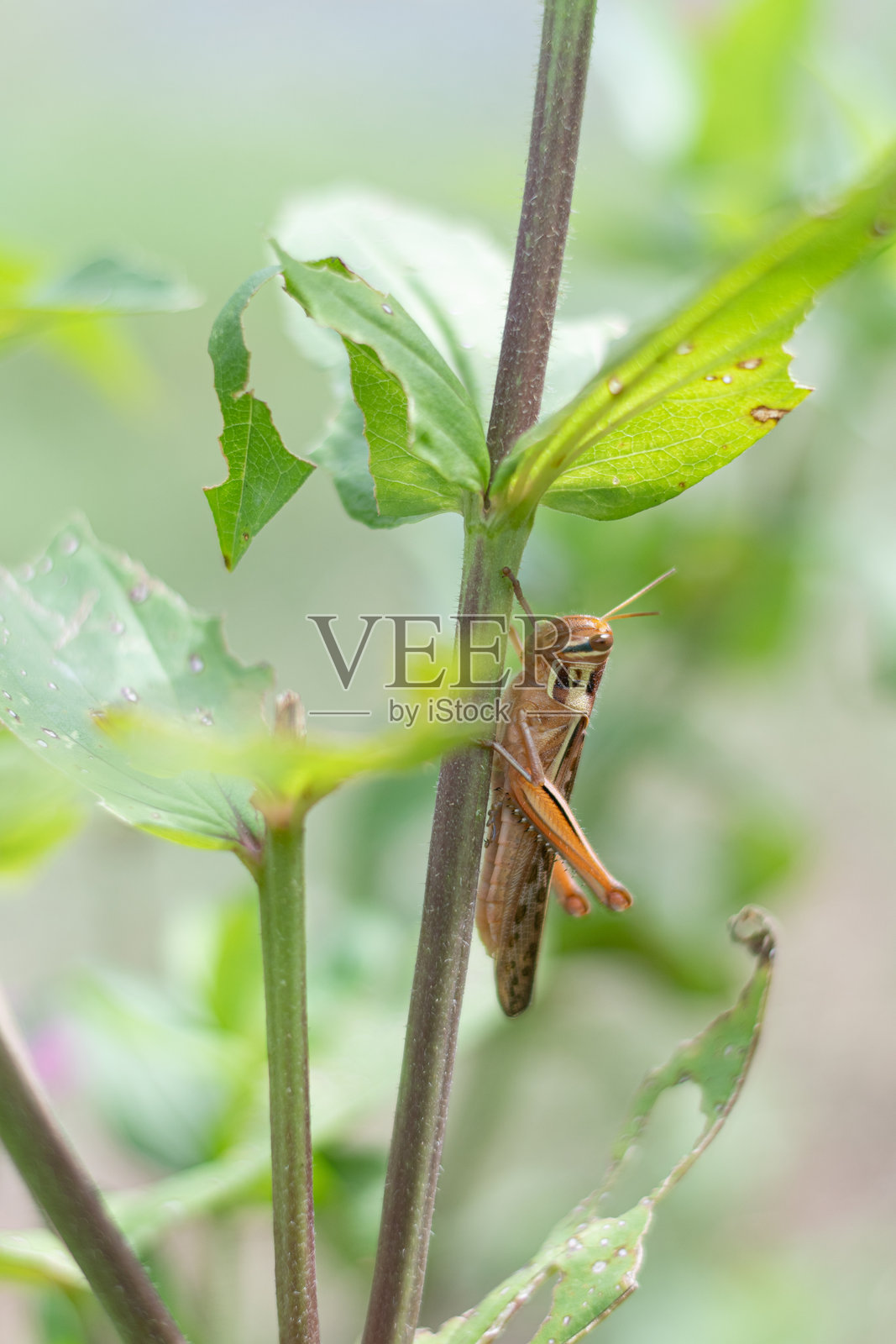 一只蚂蚱栖息在叶柄上照片摄影图片