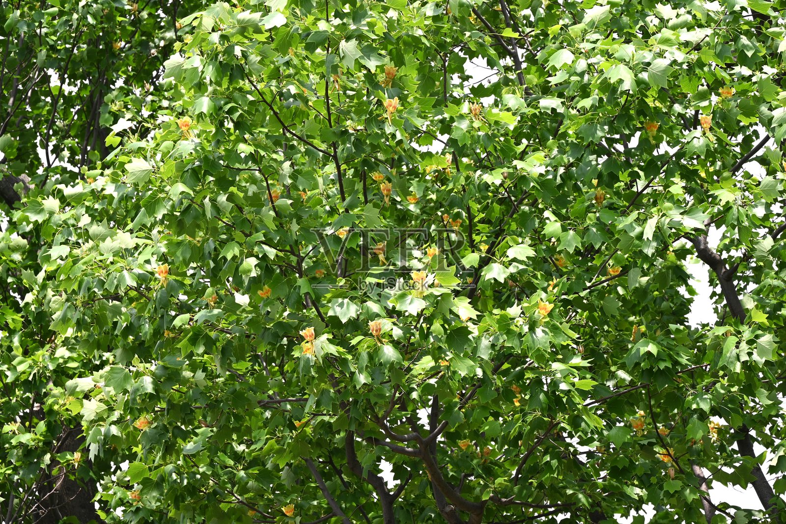 美国木兰树（Liriodendron tulipifera）花。木兰科落叶树。照片摄影图片