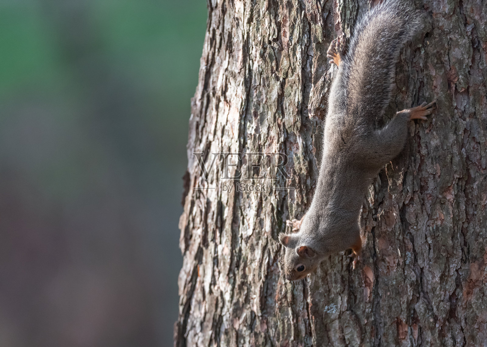 可爱的日本松鼠在树上爬行照片摄影图片