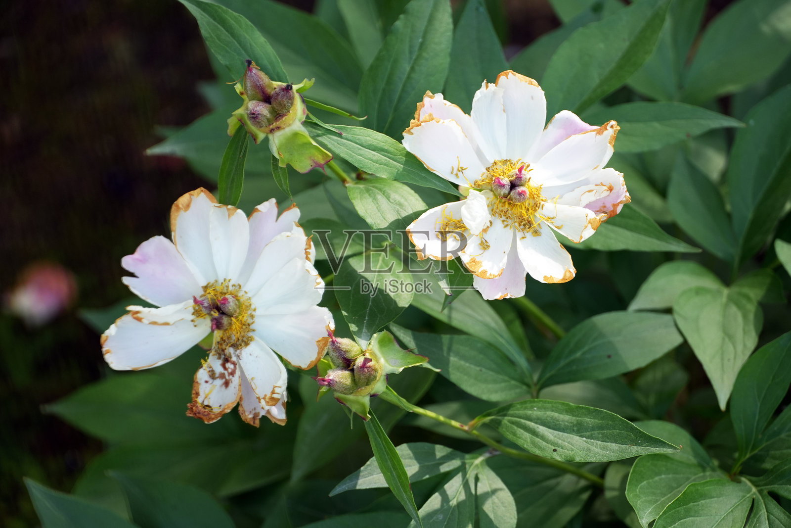 盛开的鲜艳白色牡丹花特写，周围环绕着郁郁葱葱的绿叶。照片摄影图片
