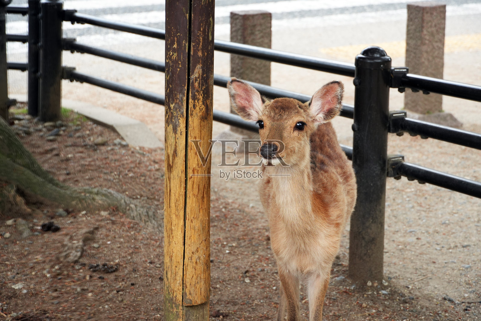 一只年轻的鹿站在木桩旁，平静地观察着奈良周围的环境。照片摄影图片