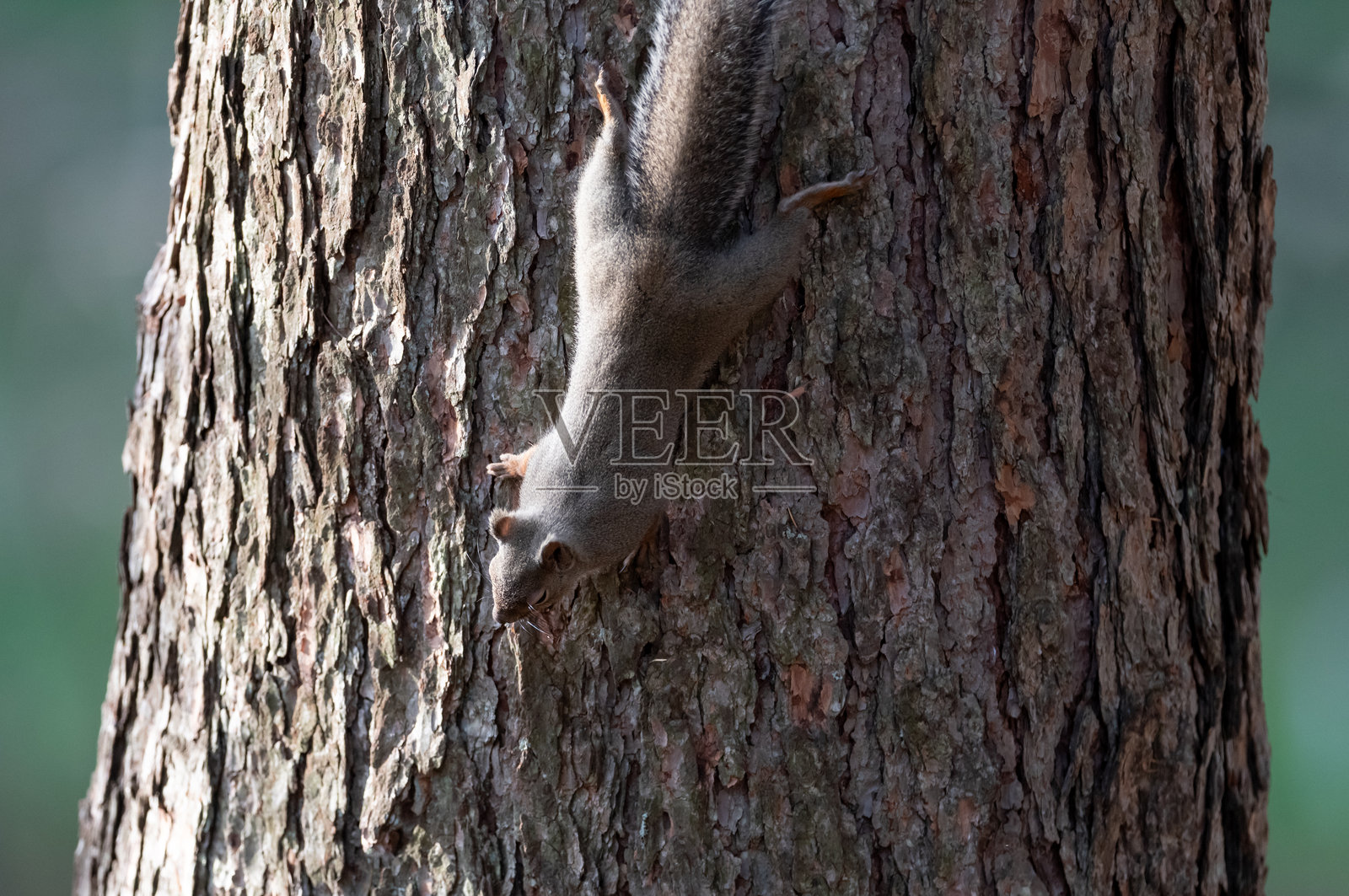 可爱的日本松鼠在树上爬行照片摄影图片