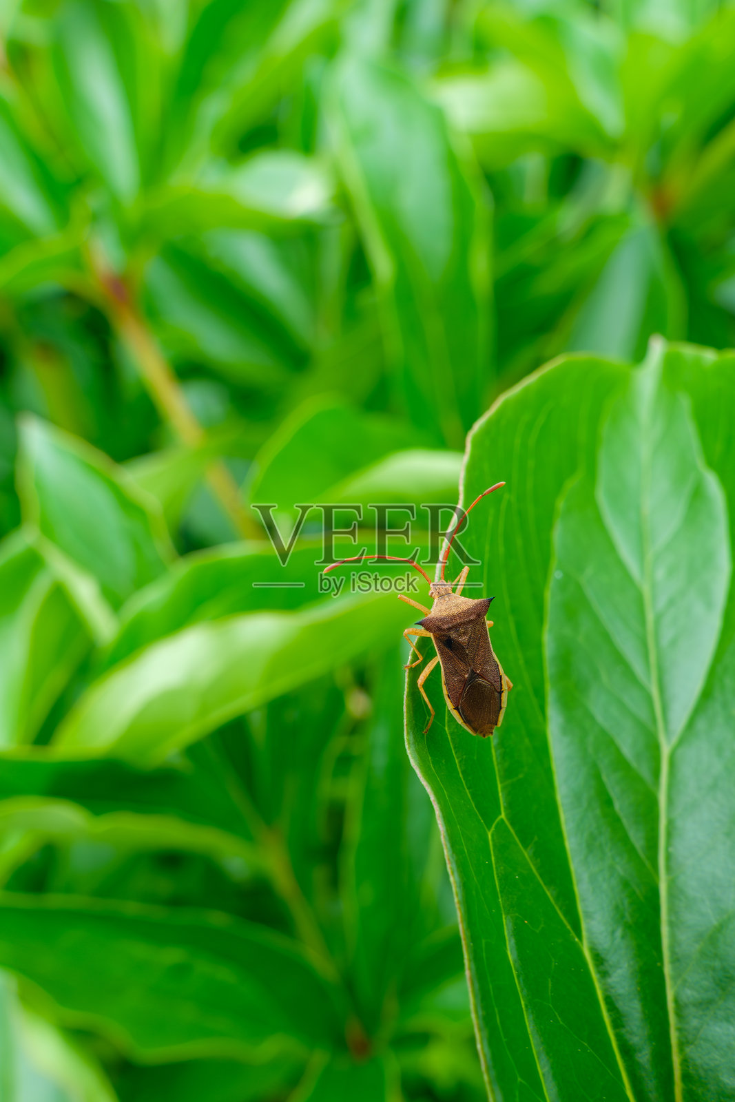 一只棕色臭虫在叶子上照片摄影图片