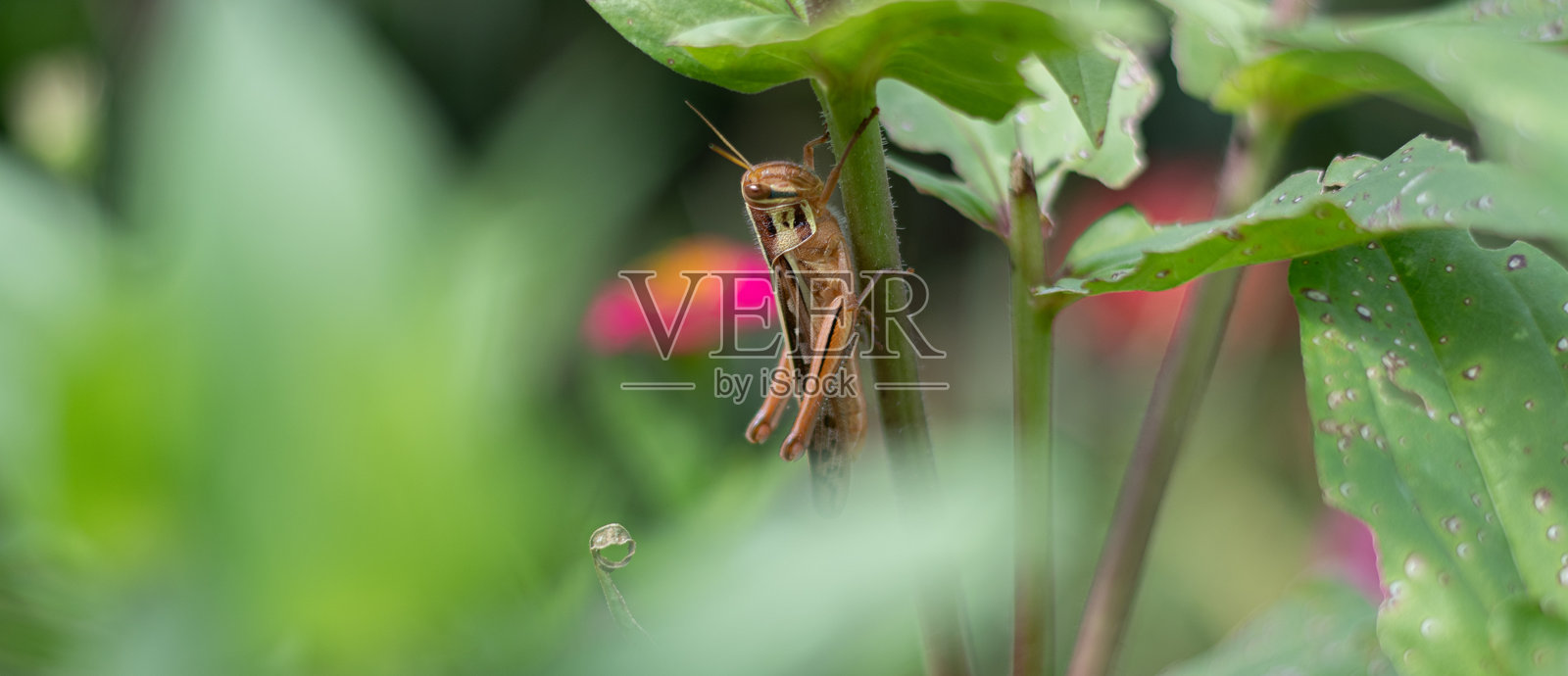 一只蚂蚱栖息在叶柄上照片摄影图片
