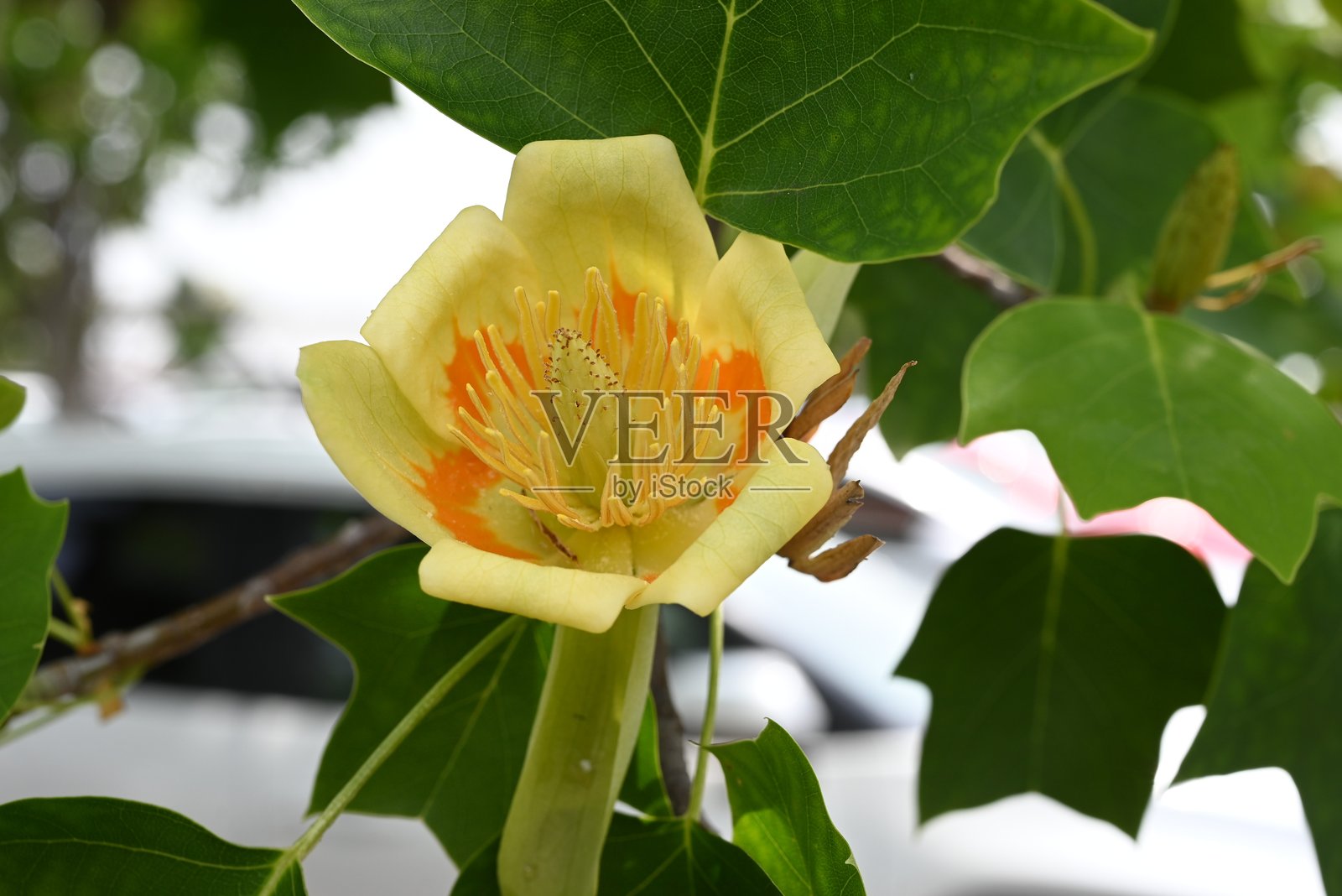 美国木兰树（Liriodendron tulipifera）花。木兰科落叶树。照片摄影图片