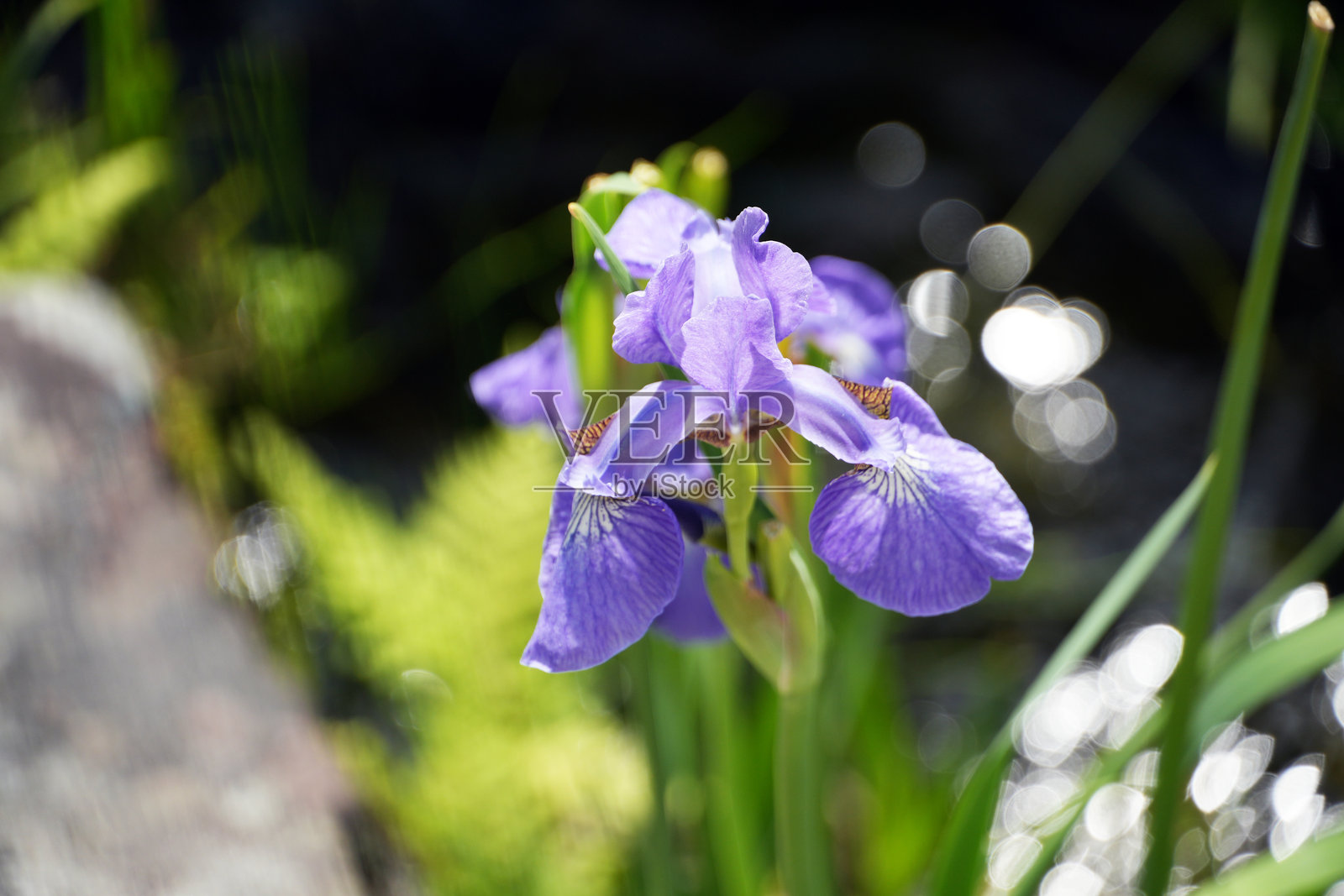 一朵迷人的紫色鸢尾花在阳光明媚的花园中绽放。照片摄影图片