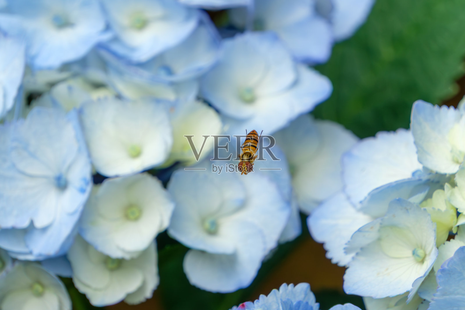 一只悬停在绣球花间的蜜蝇照片摄影图片