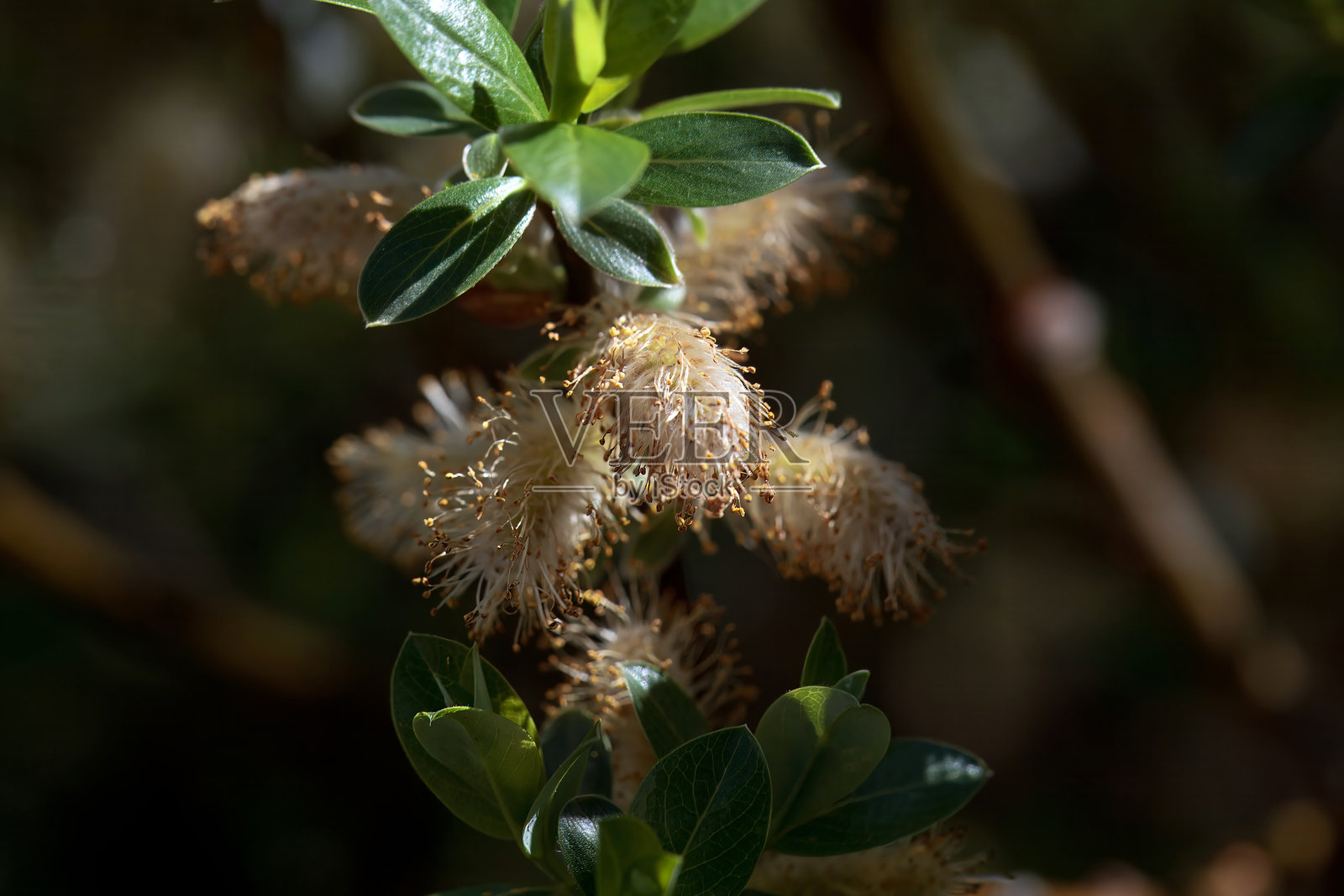 柳树种类 Salix phylicifolia 的花序照片摄影图片
