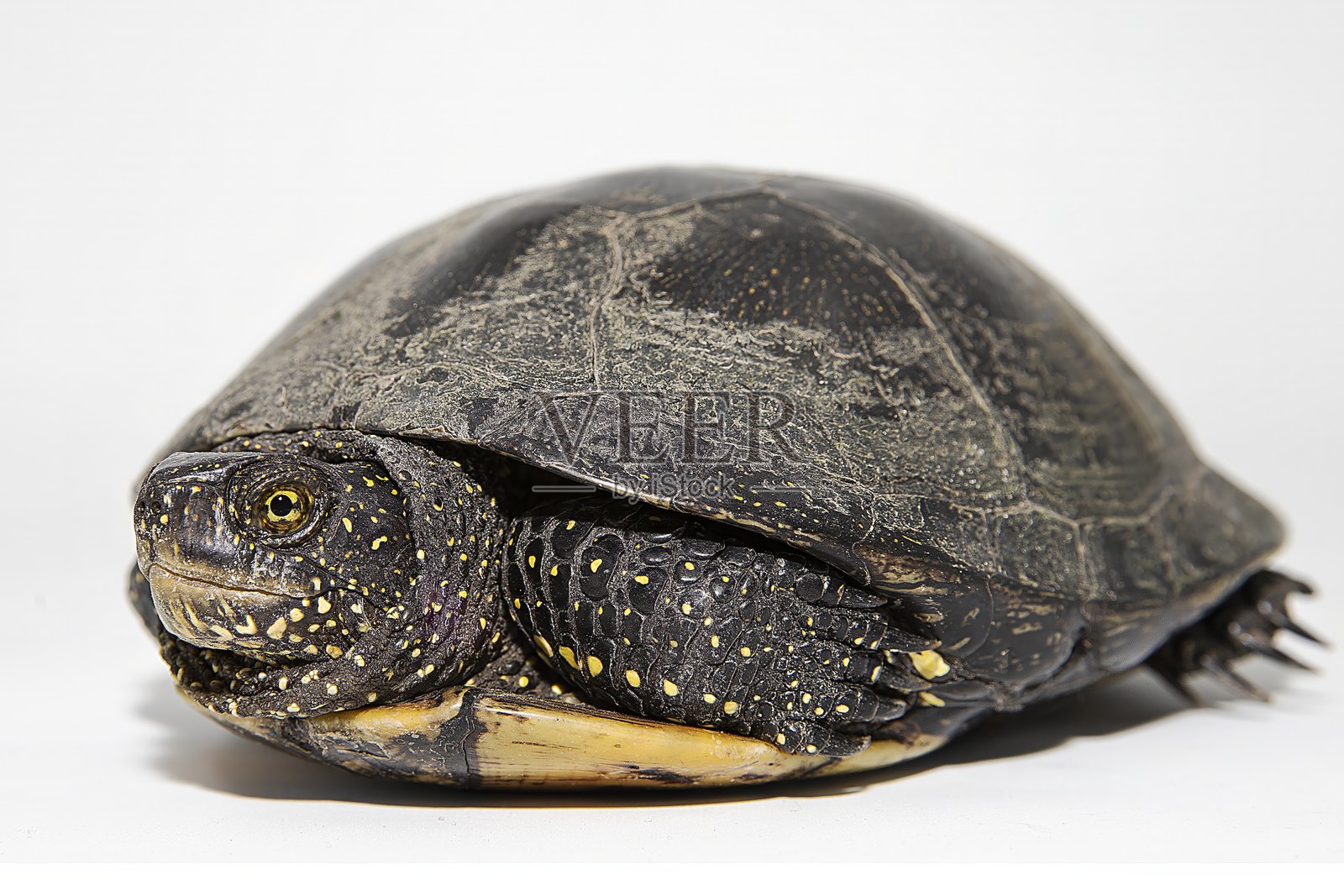 欧洲池龟（Emys orbicularis）蜷缩在壳里特写，背景为白色。照片摄影图片