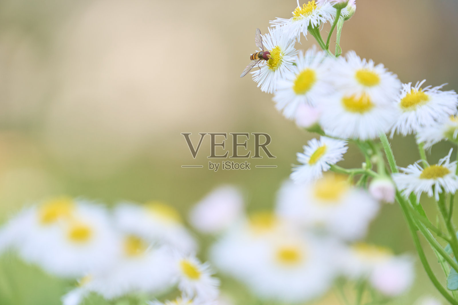 悬浮蝇在白色花朵上采集花蜜照片摄影图片