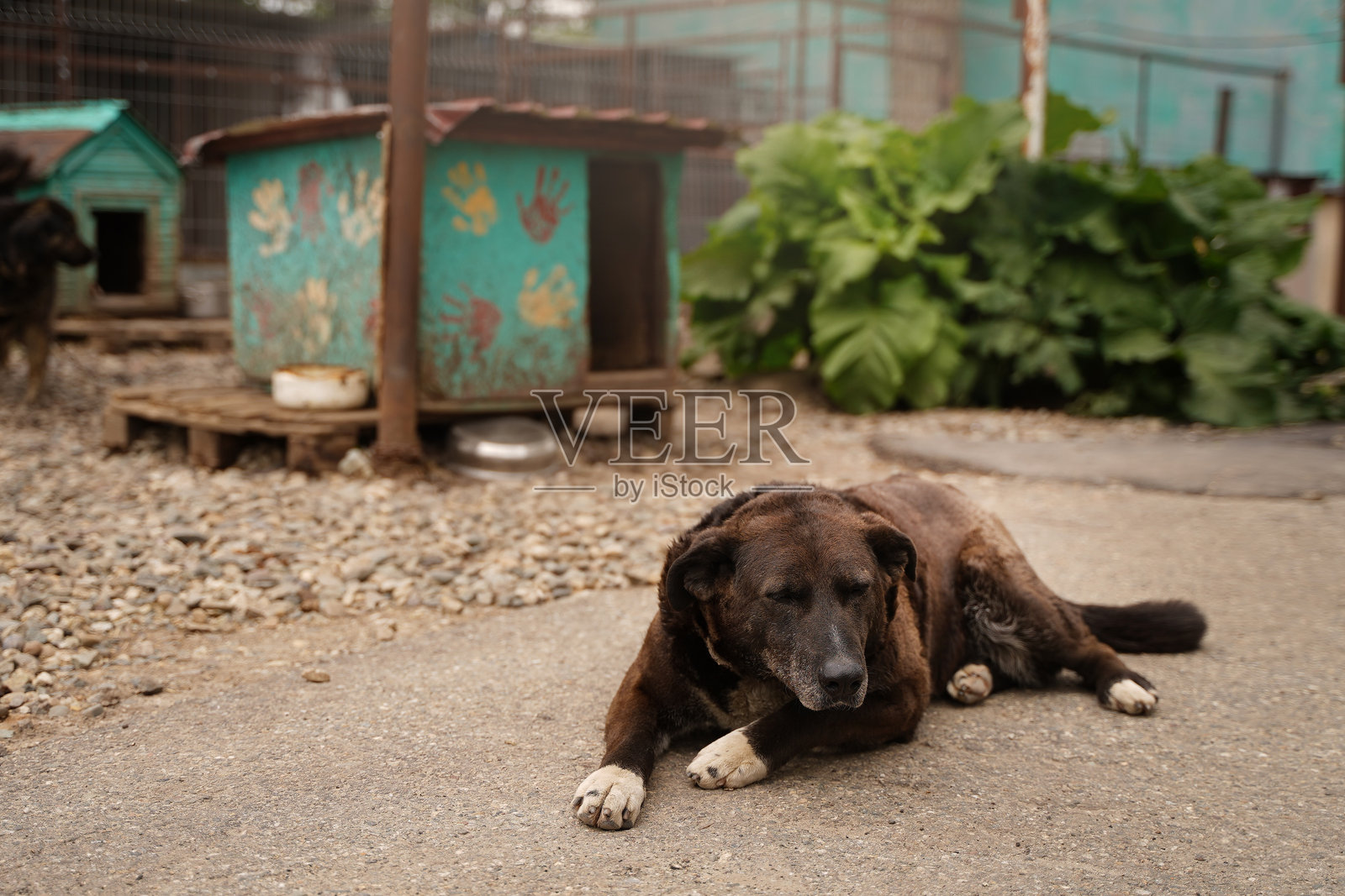 一只来自收容所的悲伤流浪狗躺在它的狗舍旁。照片摄影图片