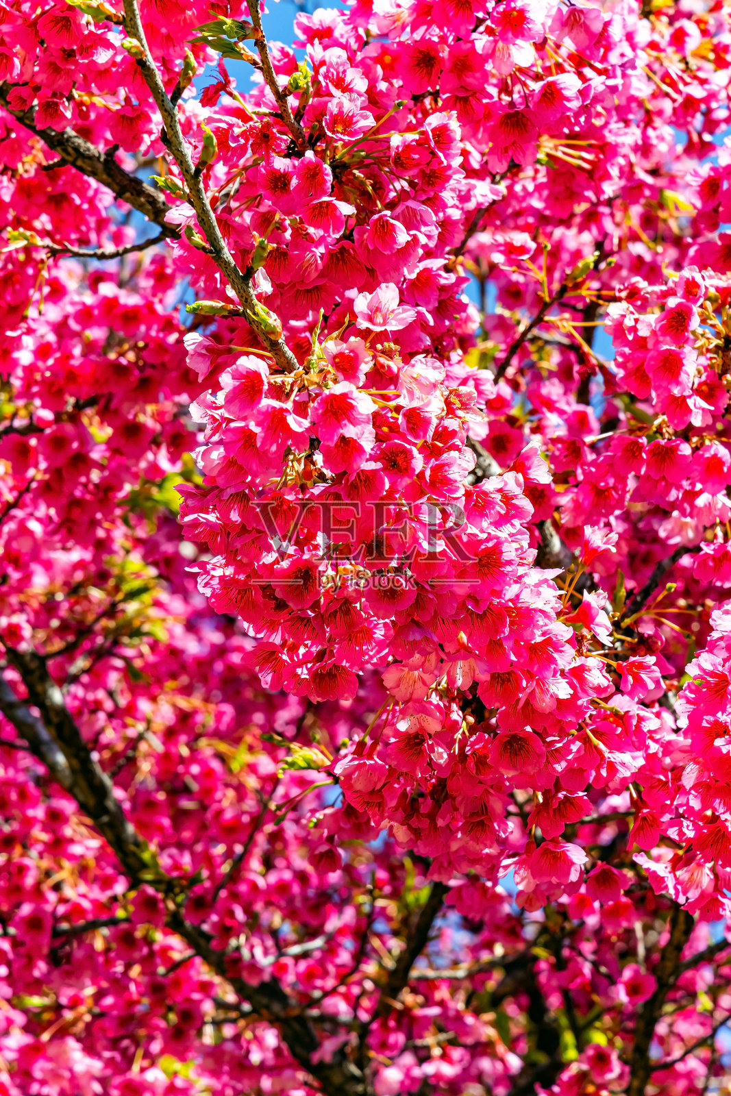 如画般盛开的树木照片摄影图片