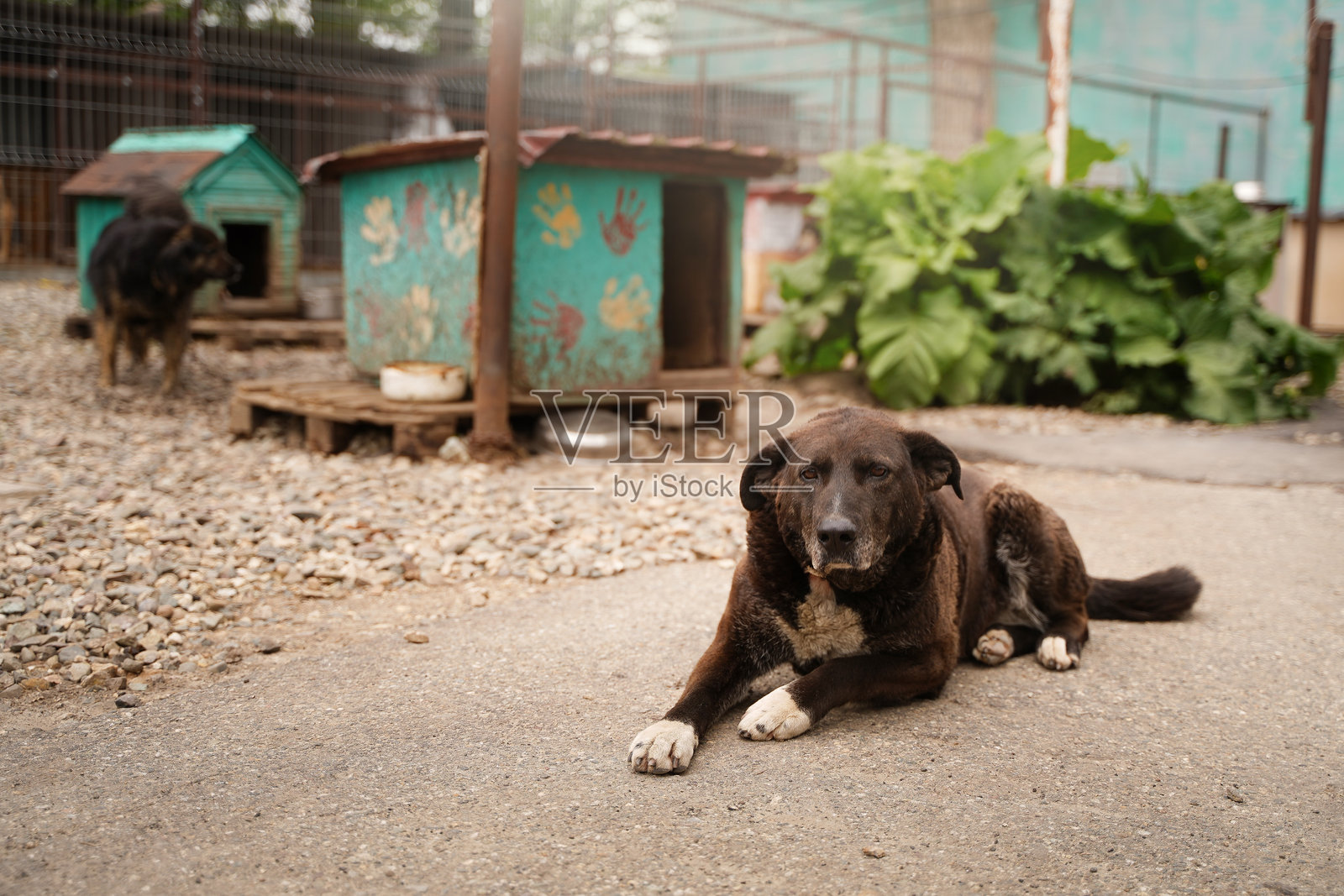 一只来自收容所的伤心流浪狗躺在它的狗舍旁。照片摄影图片