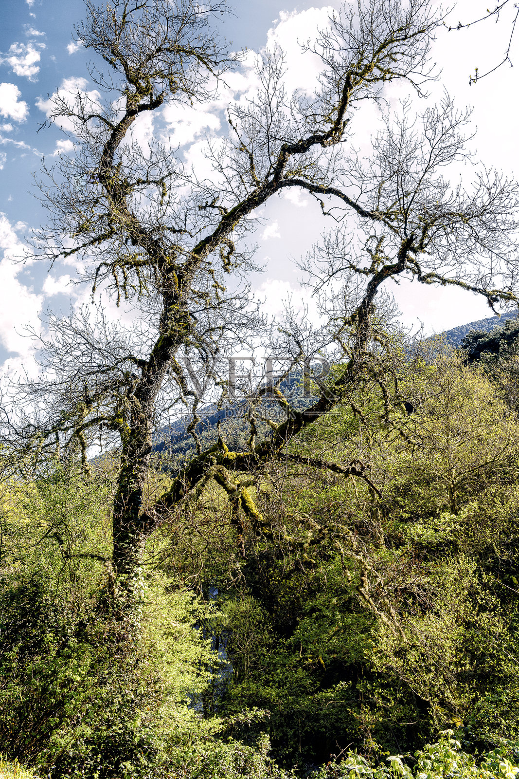 山谷中的春天照片摄影图片