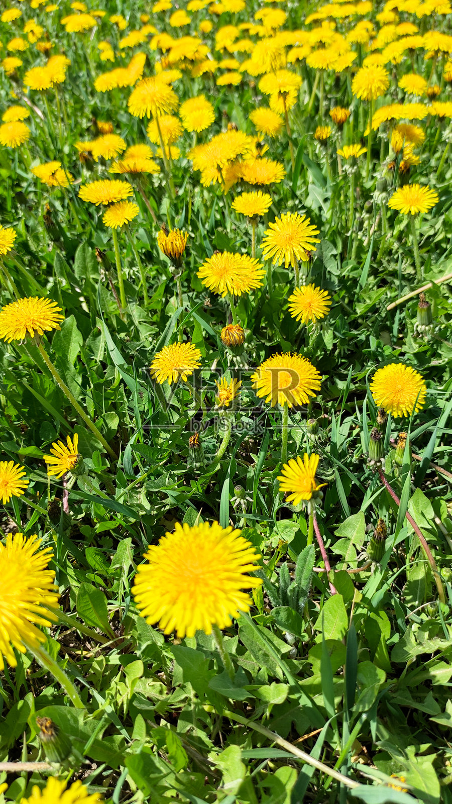 生机勃勃的黄色蒲公英花自然生长照片摄影图片