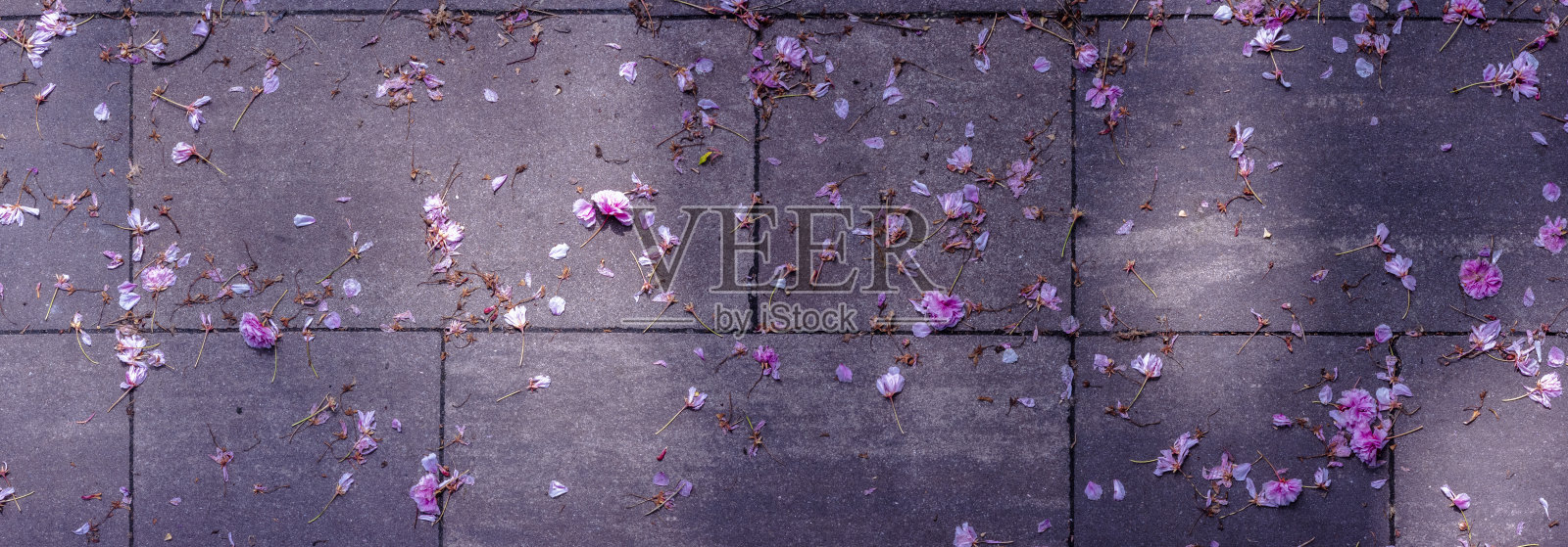 落樱覆盖在宁静公园的地面上，营造出一个宁静的下午氛围。照片摄影图片