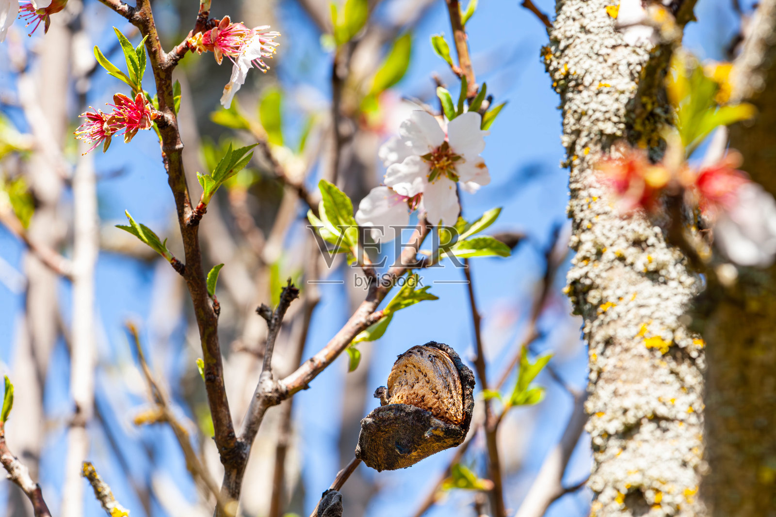 美丽的果园，盛开着粉白色的花朵，果园里满是干燥的杏仁，果实又大又好。果园花卉丰富，生机勃勃，产量丰盛。照片摄影图片