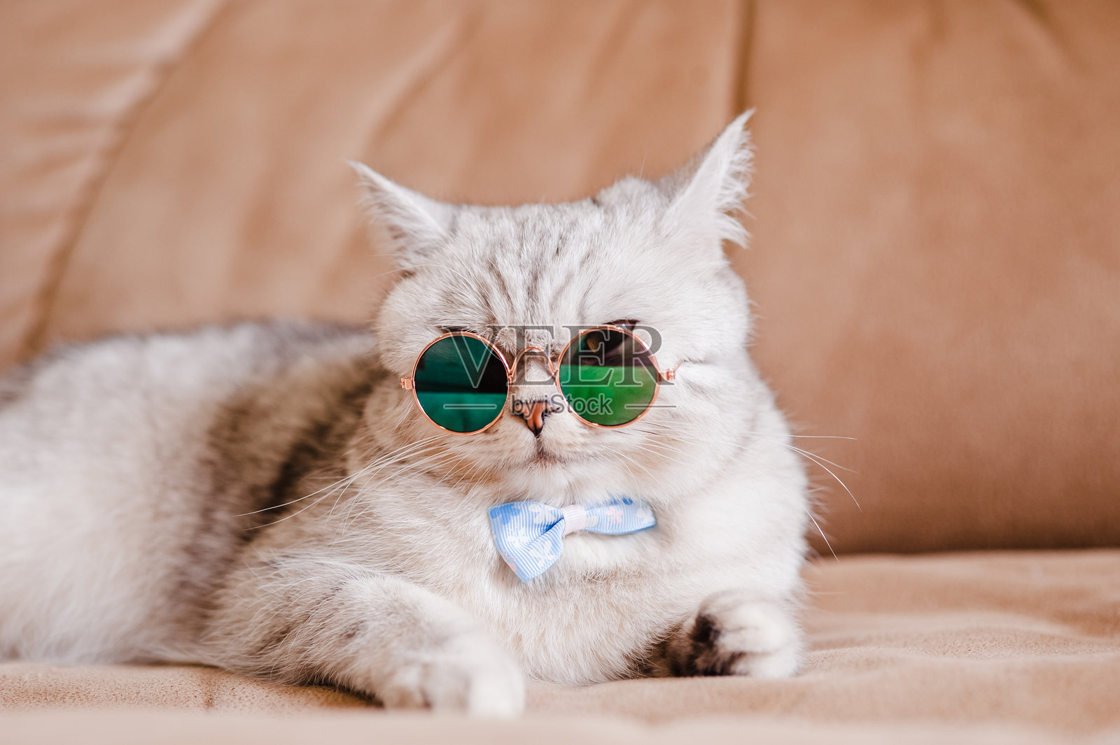 灰色的小猫喜欢躺在棕色沙发上照片摄影图片