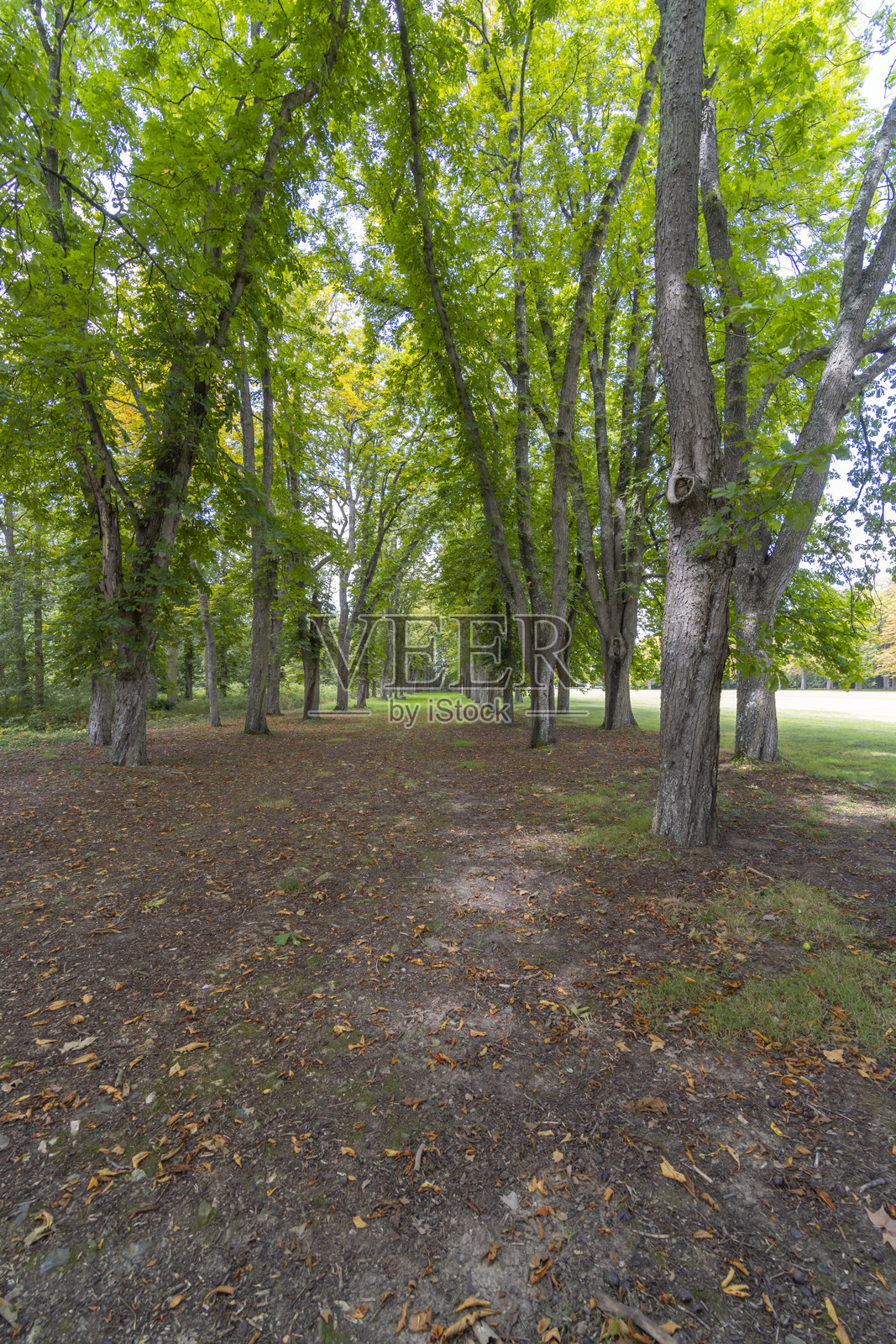 被落叶覆盖的小径穿过郁郁葱葱的树木照片摄影图片