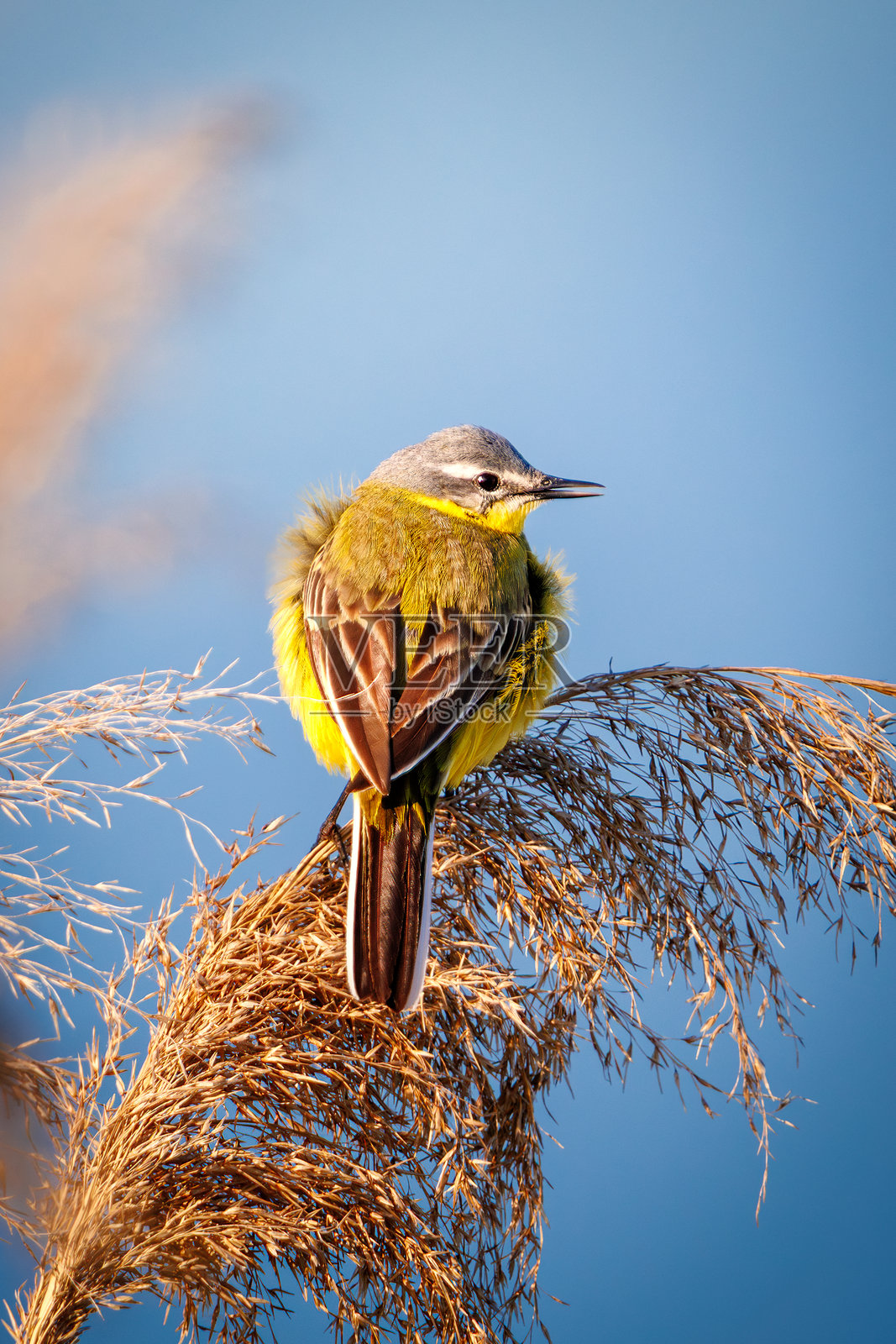 蓬松的黄鹡鸰（Motacilla flava）栖息在干枯的芦苇上，清晨的柔和光线下的鸟类。照片摄影图片