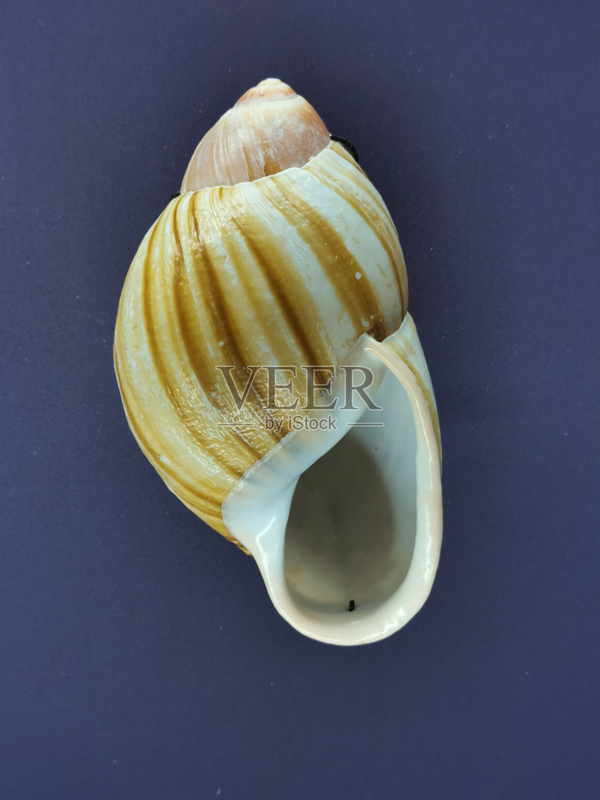 未知的海贝壳孤立展示照片摄影图片